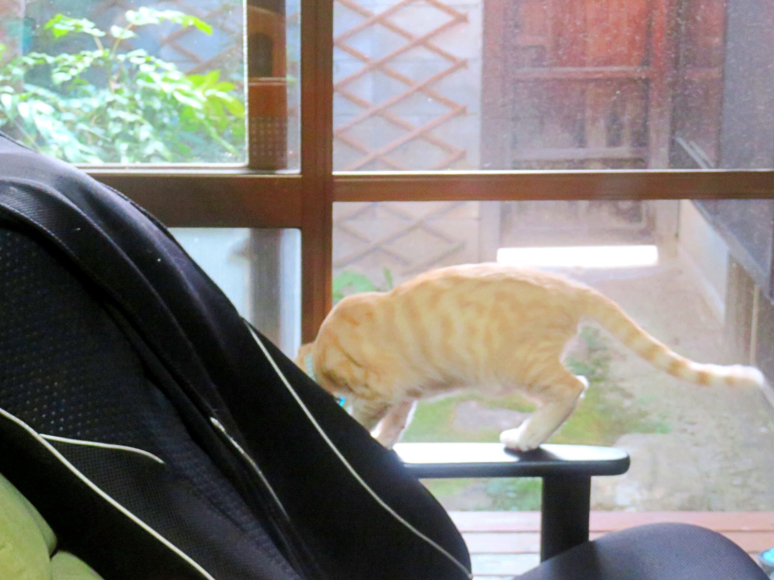 こねこ、そら、遊ぶ