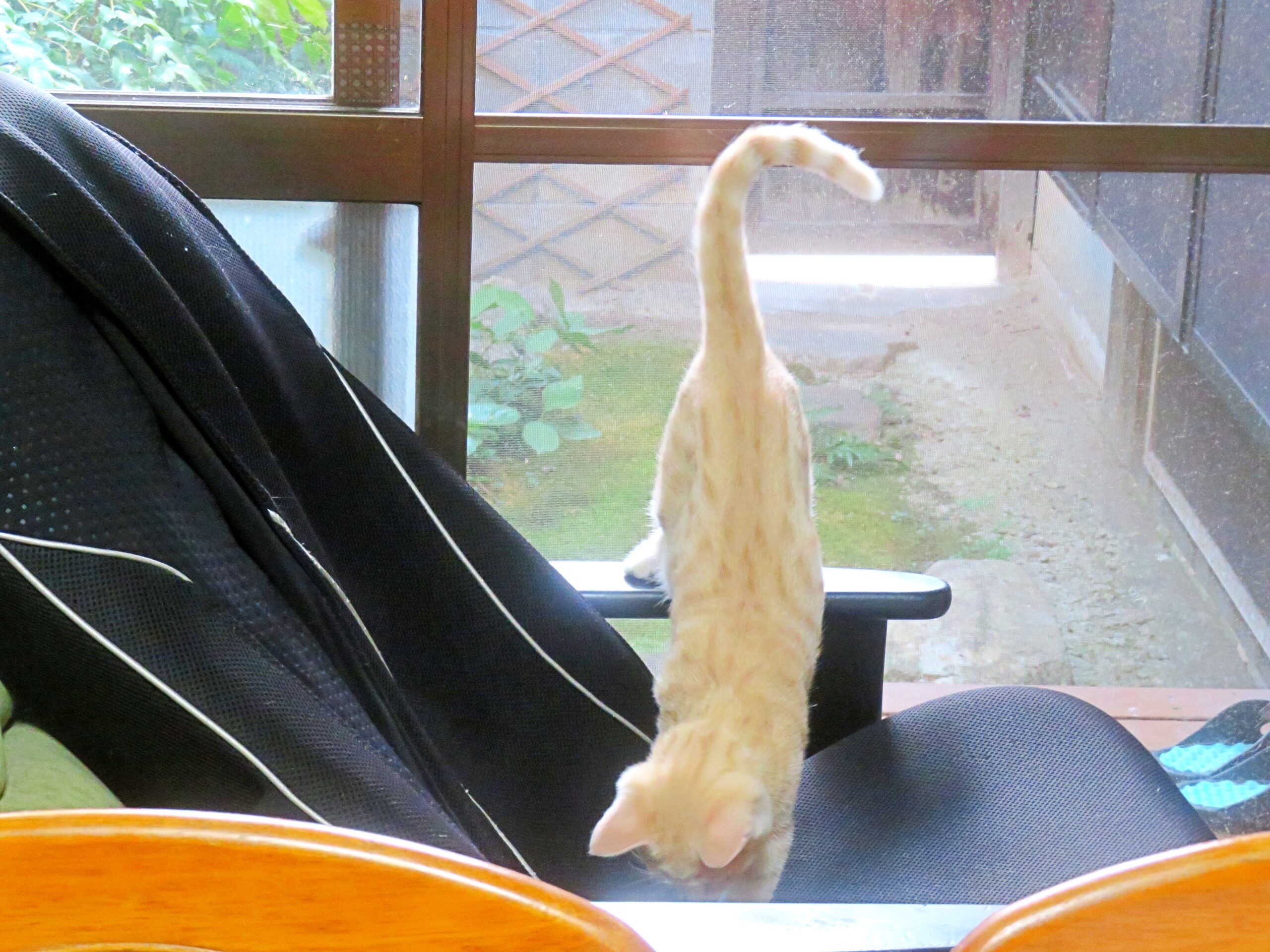 こねこ、そら、遊ぶ
