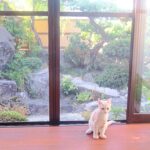 こねこ、そら、遊ぶ