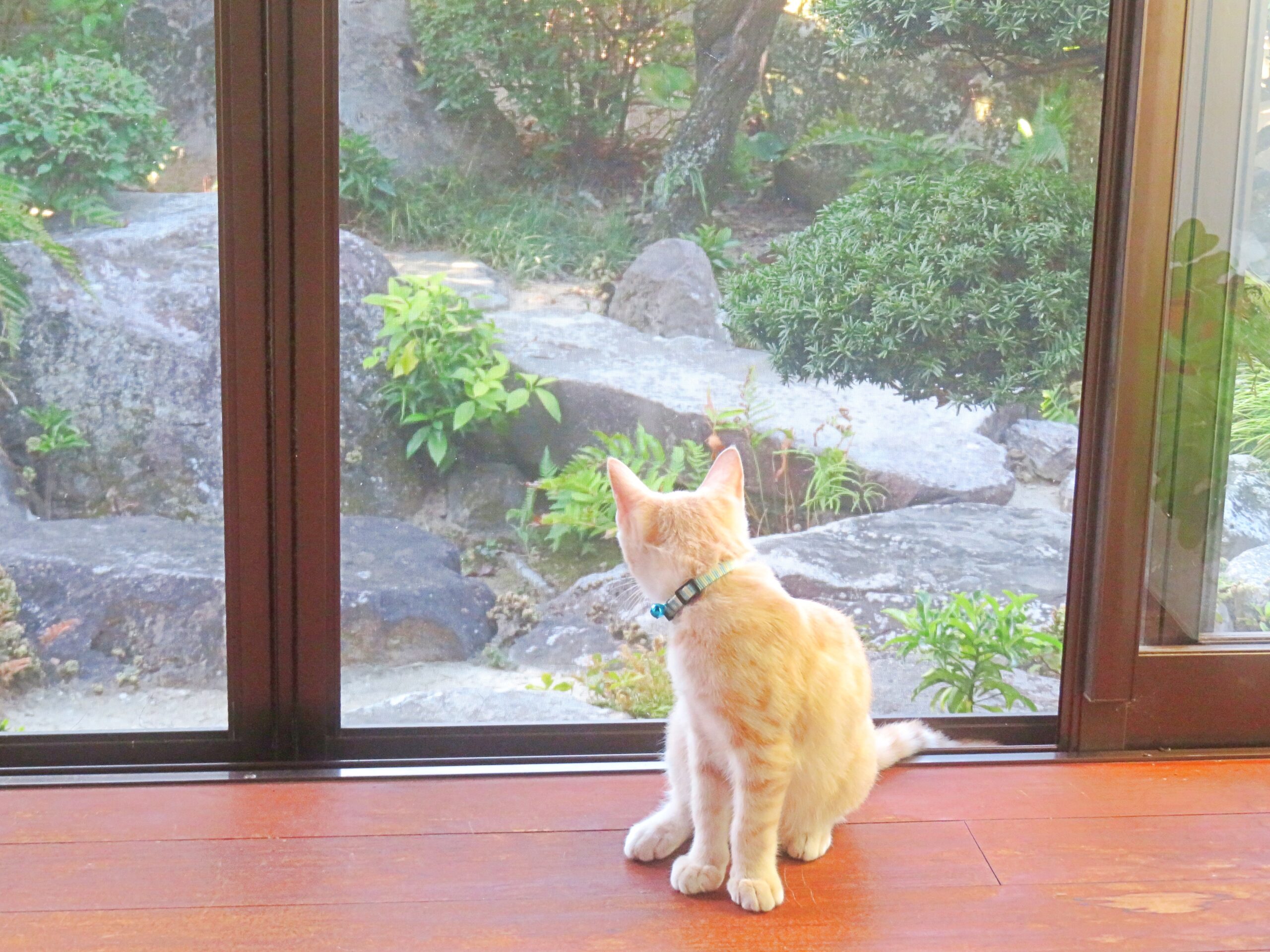 こねこ、そら、遊ぶ