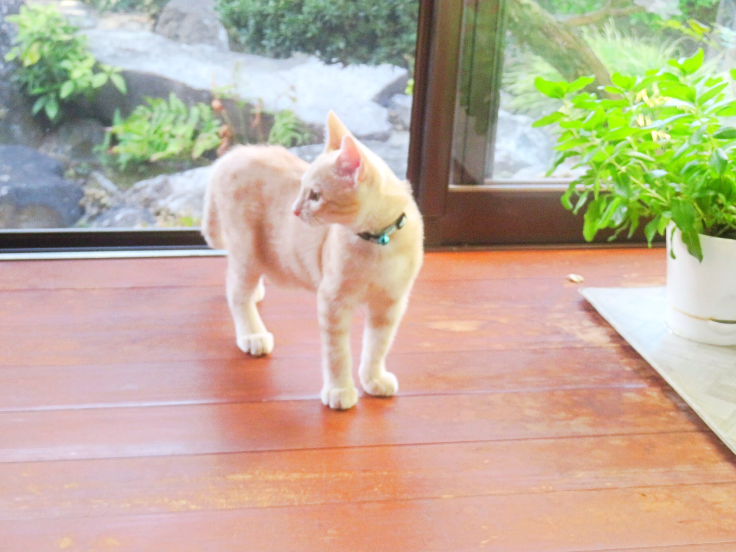 こねこ、そら、遊ぶ