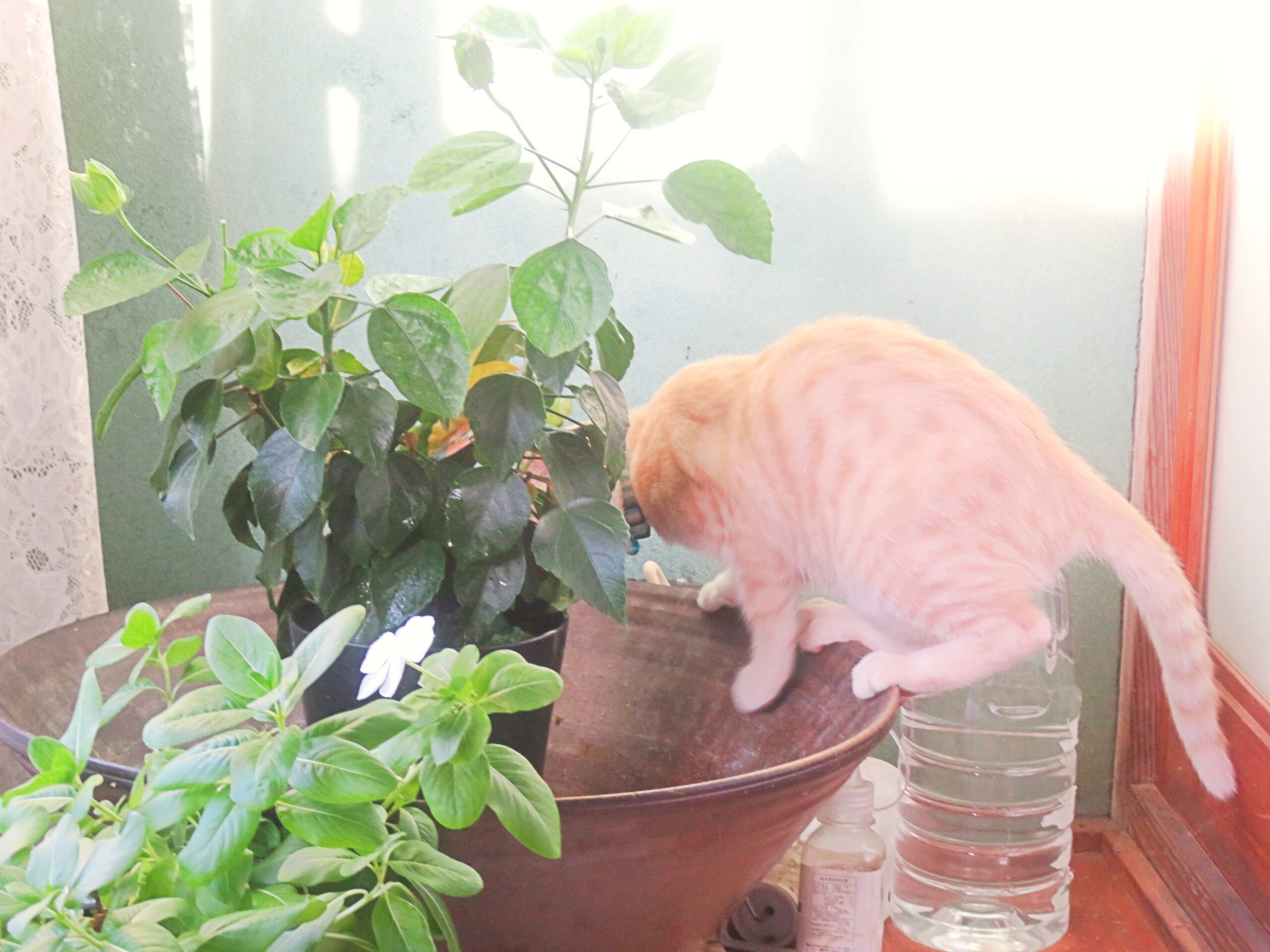こねこ、そら、遊ぶ