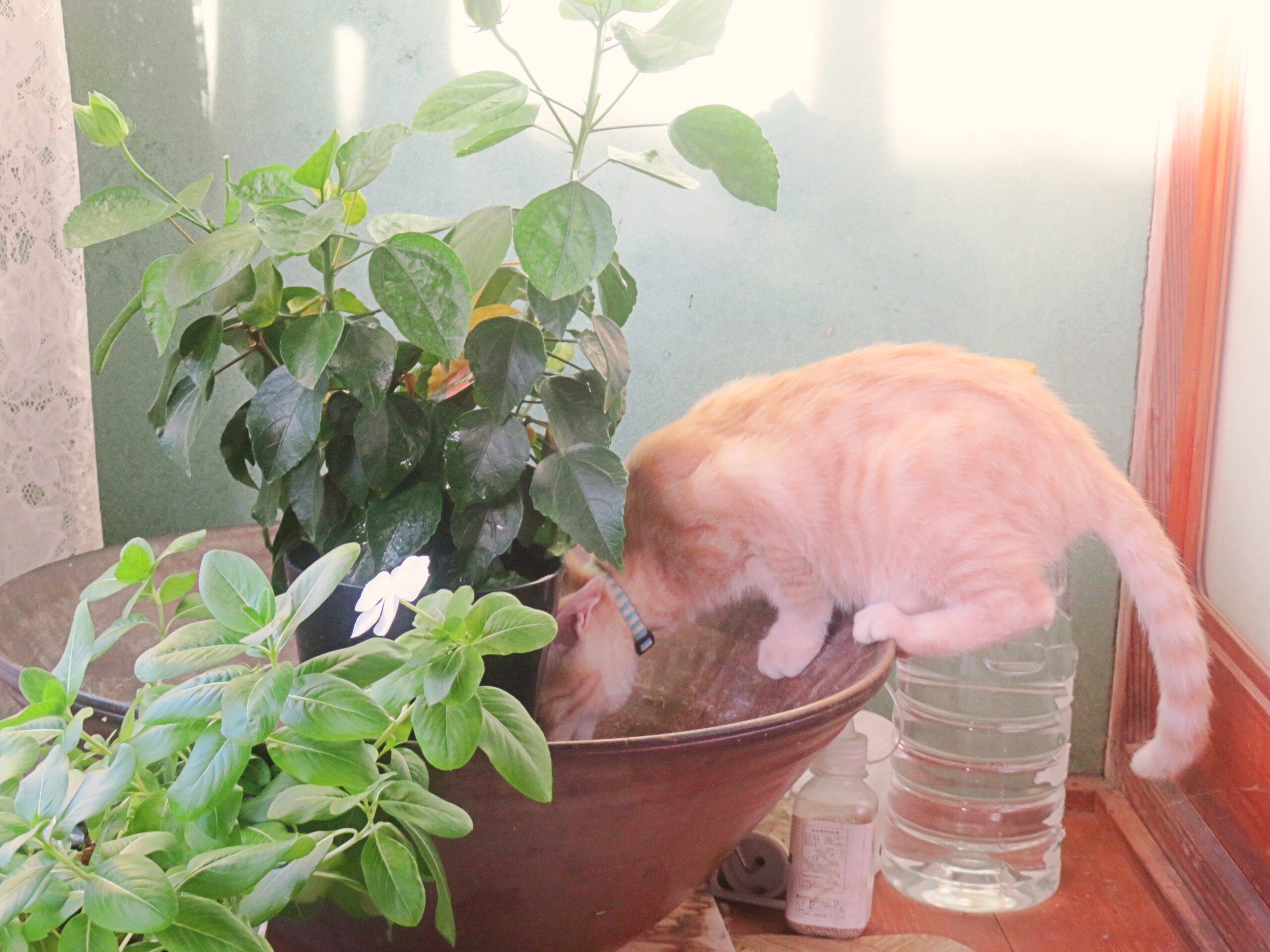 こねこ、そら、遊ぶ