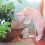 こねこ、そら、遊ぶ