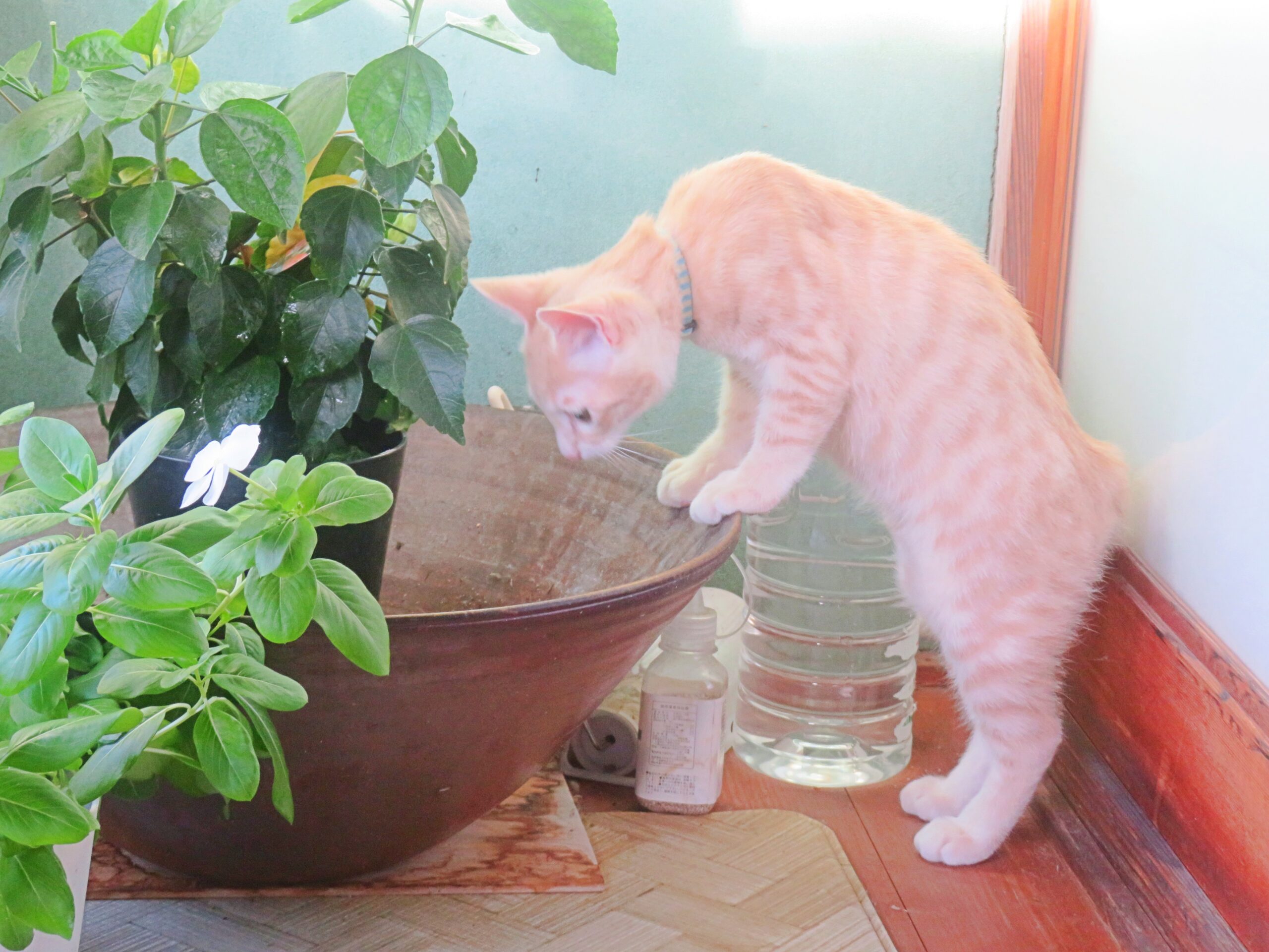 こねこ、そら、遊ぶ