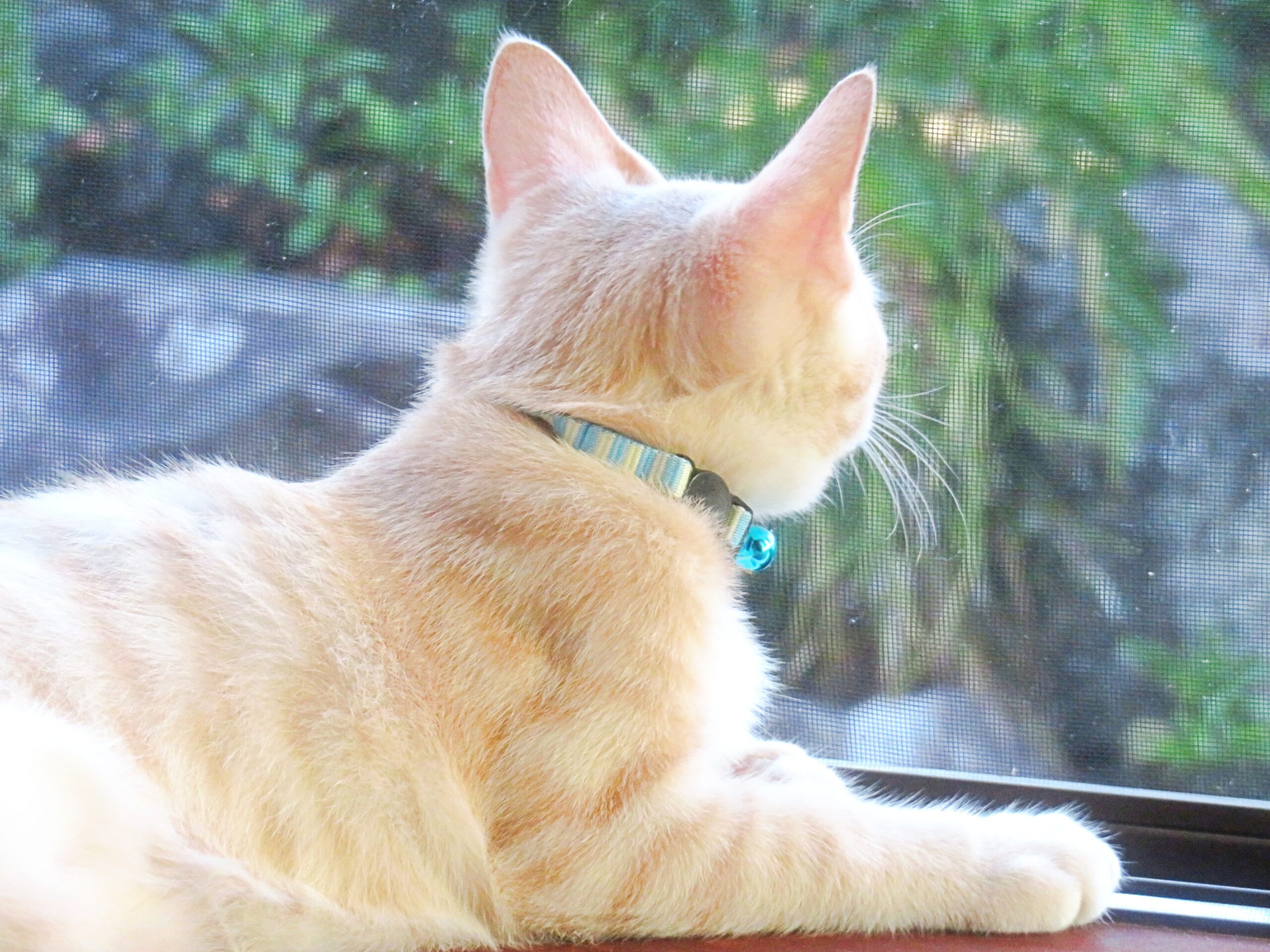 こねこ、そら、遊ぶ