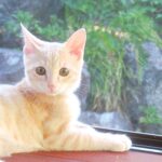 こねこ、そら、遊ぶ