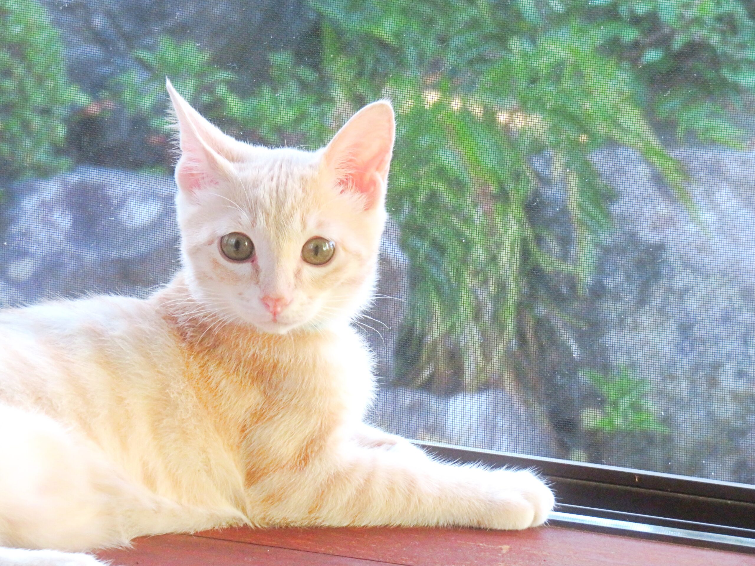 こねこ、そら、遊ぶ