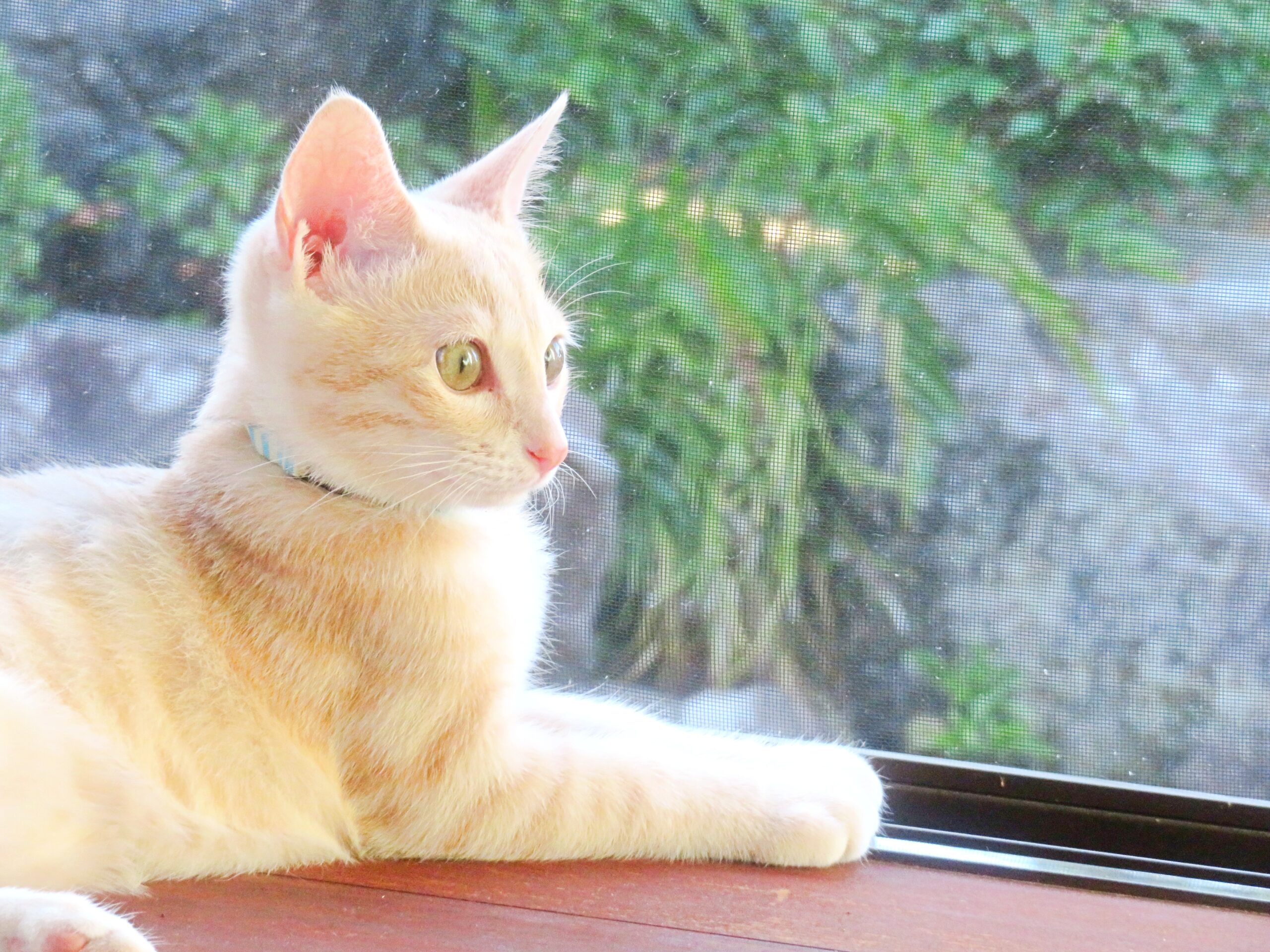 こねこ、そら、遊ぶ