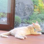 こねこ、そら、遊ぶ