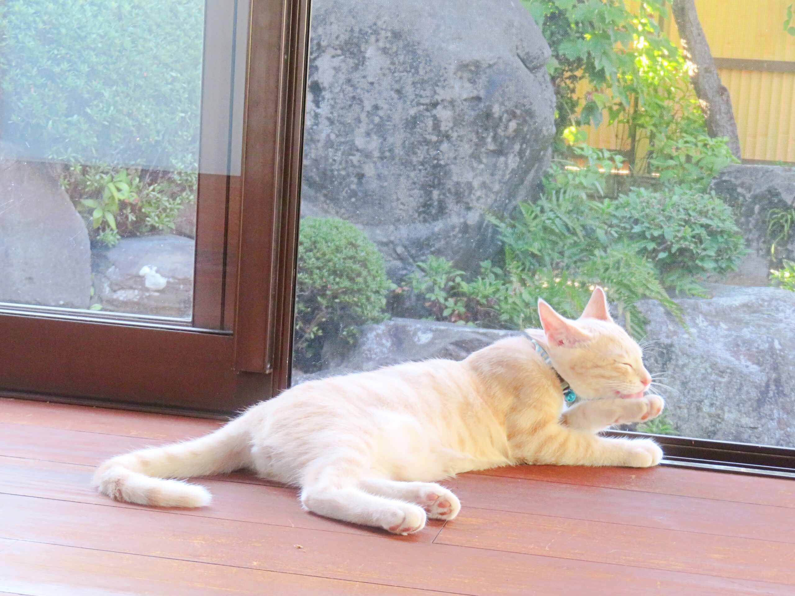 こねこ、そら、遊ぶ