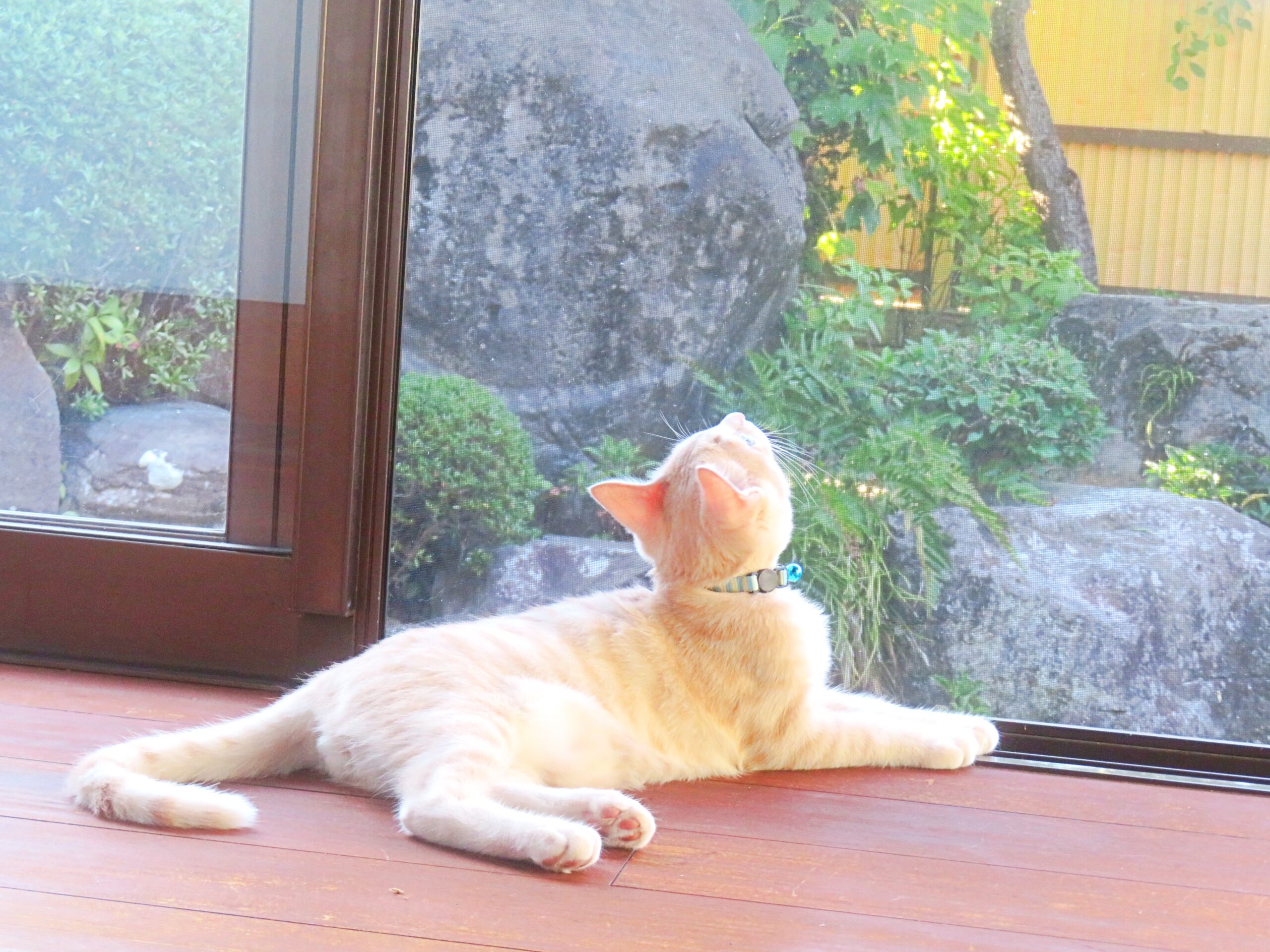 こねこ、そら、遊ぶ
