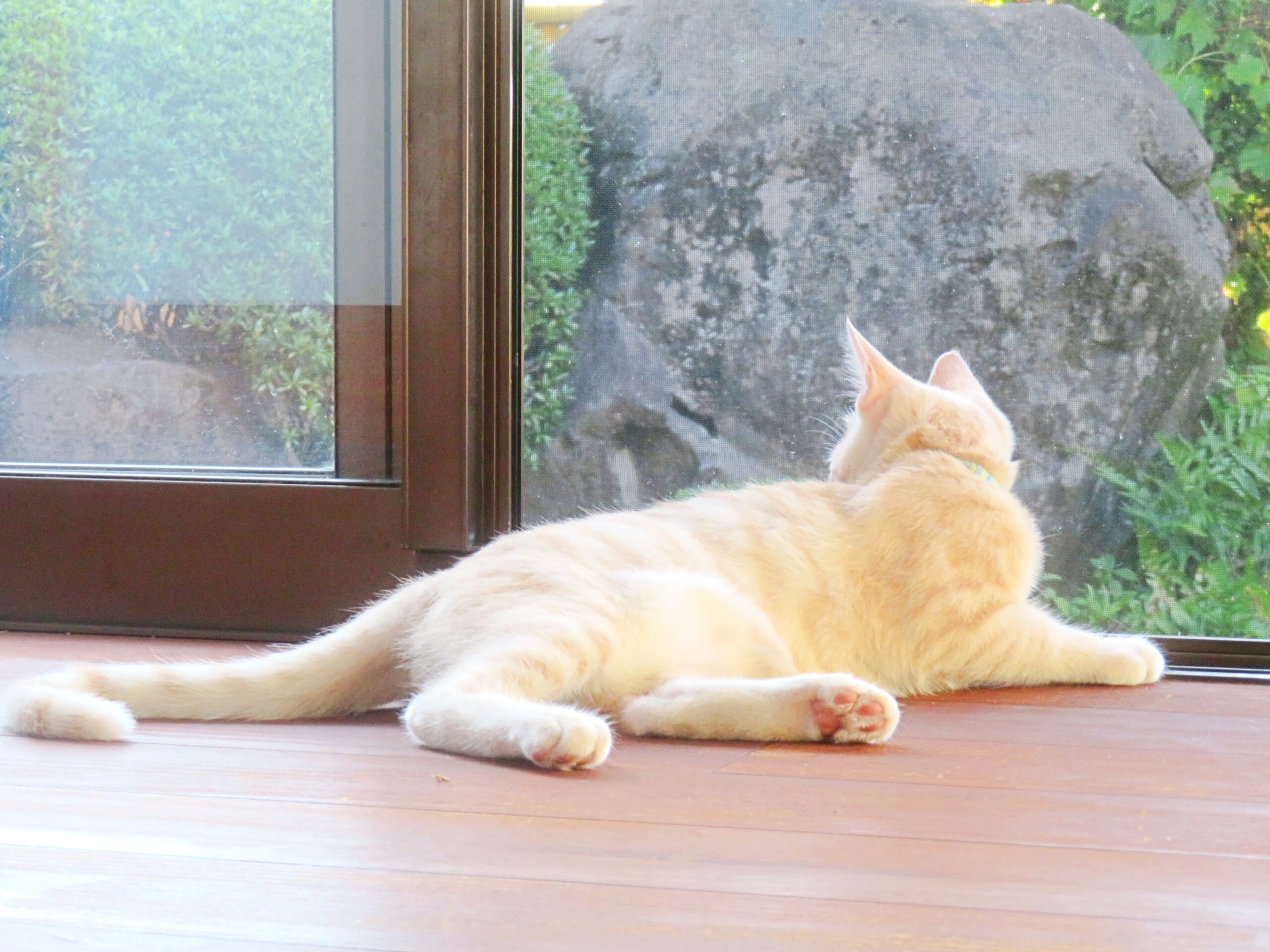 こねこ、そら、遊ぶ
