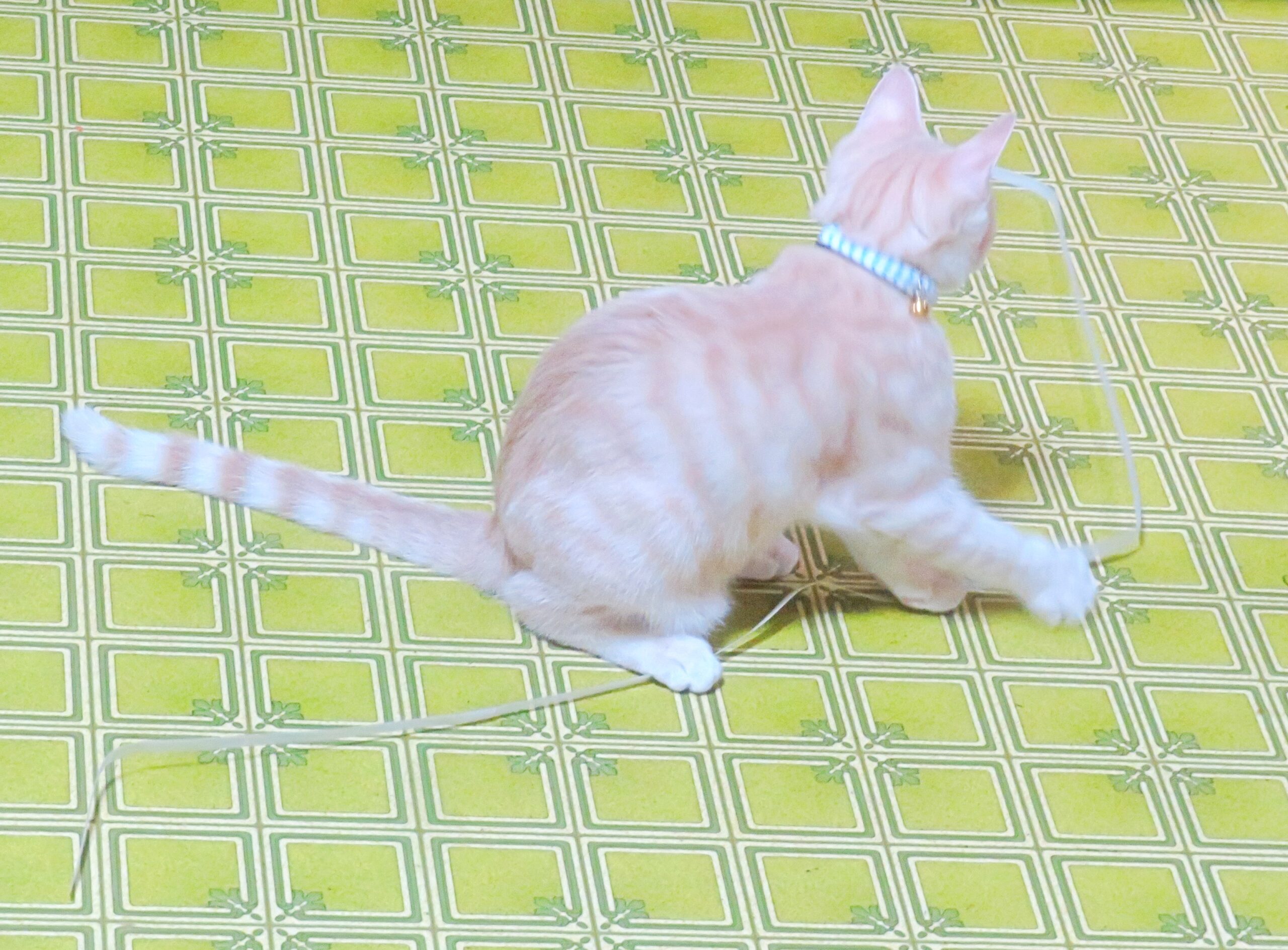 こねこ、そら、遊ぶ