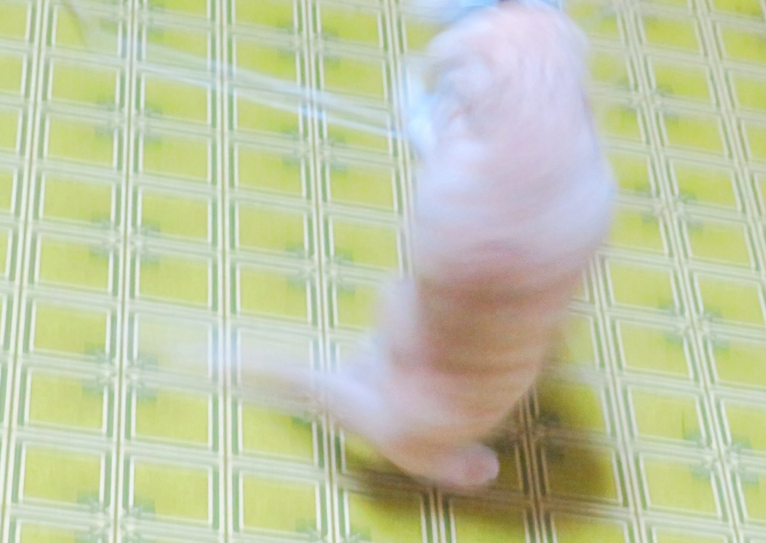こねこ、そら、遊ぶ