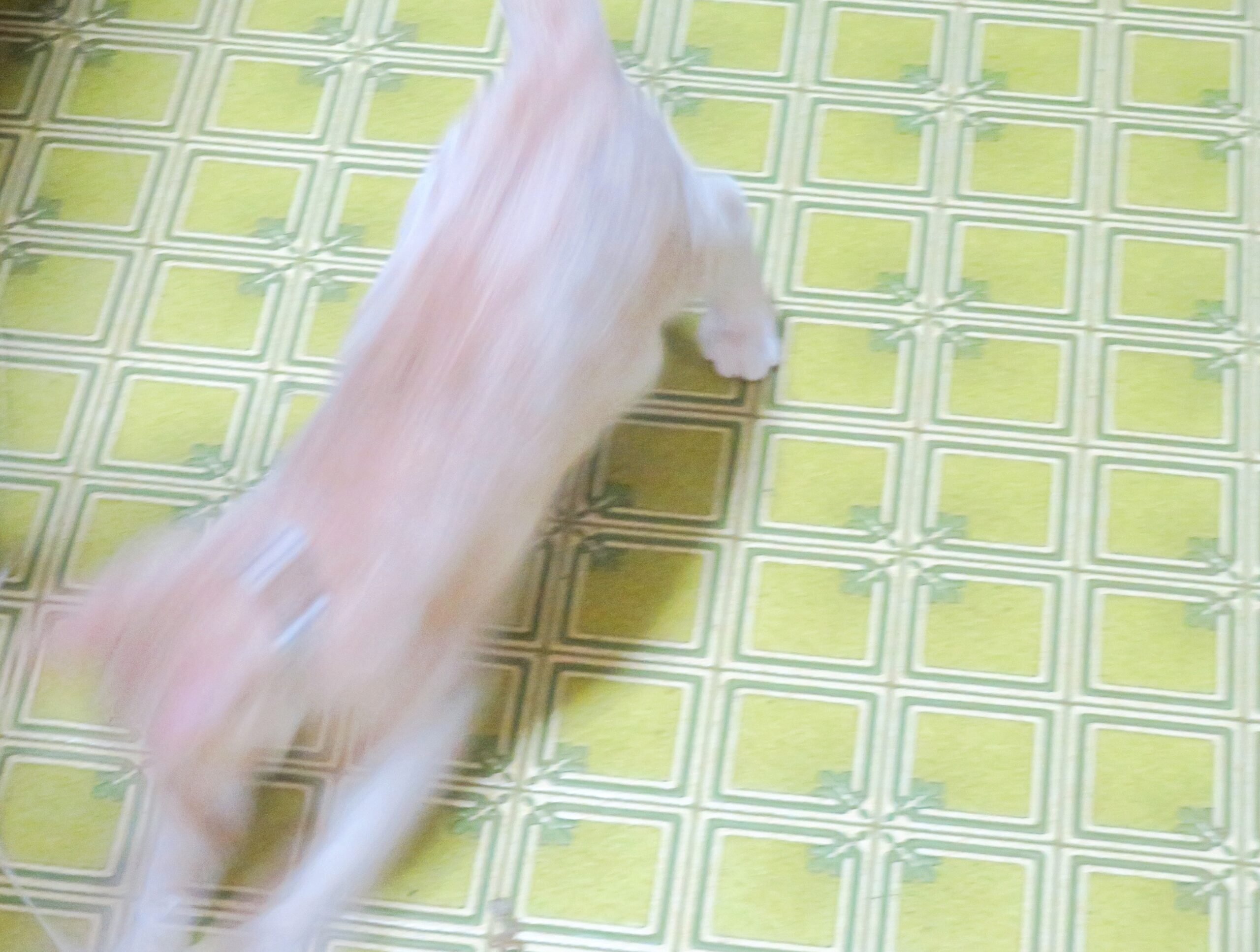 こねこ、そら、遊ぶ