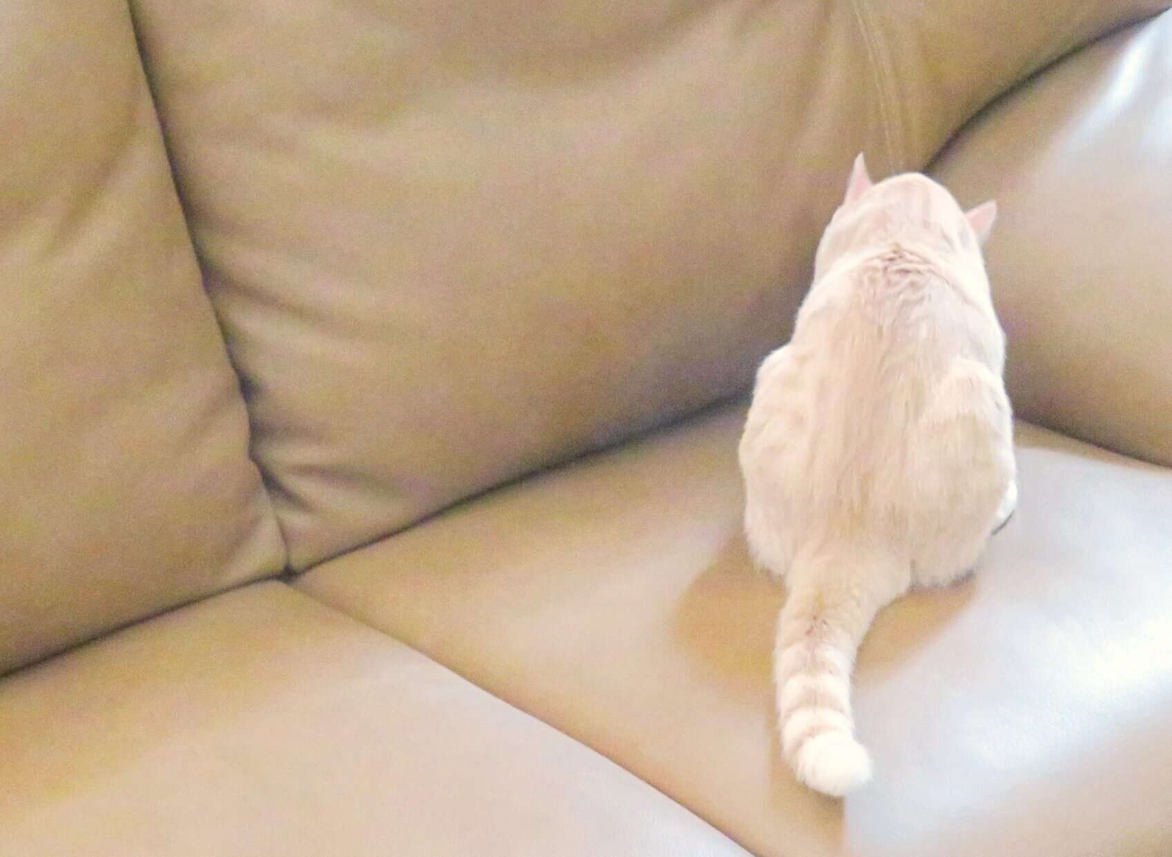 こねこ、そら、遊ぶ