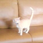 こねこ、そら、遊ぶ