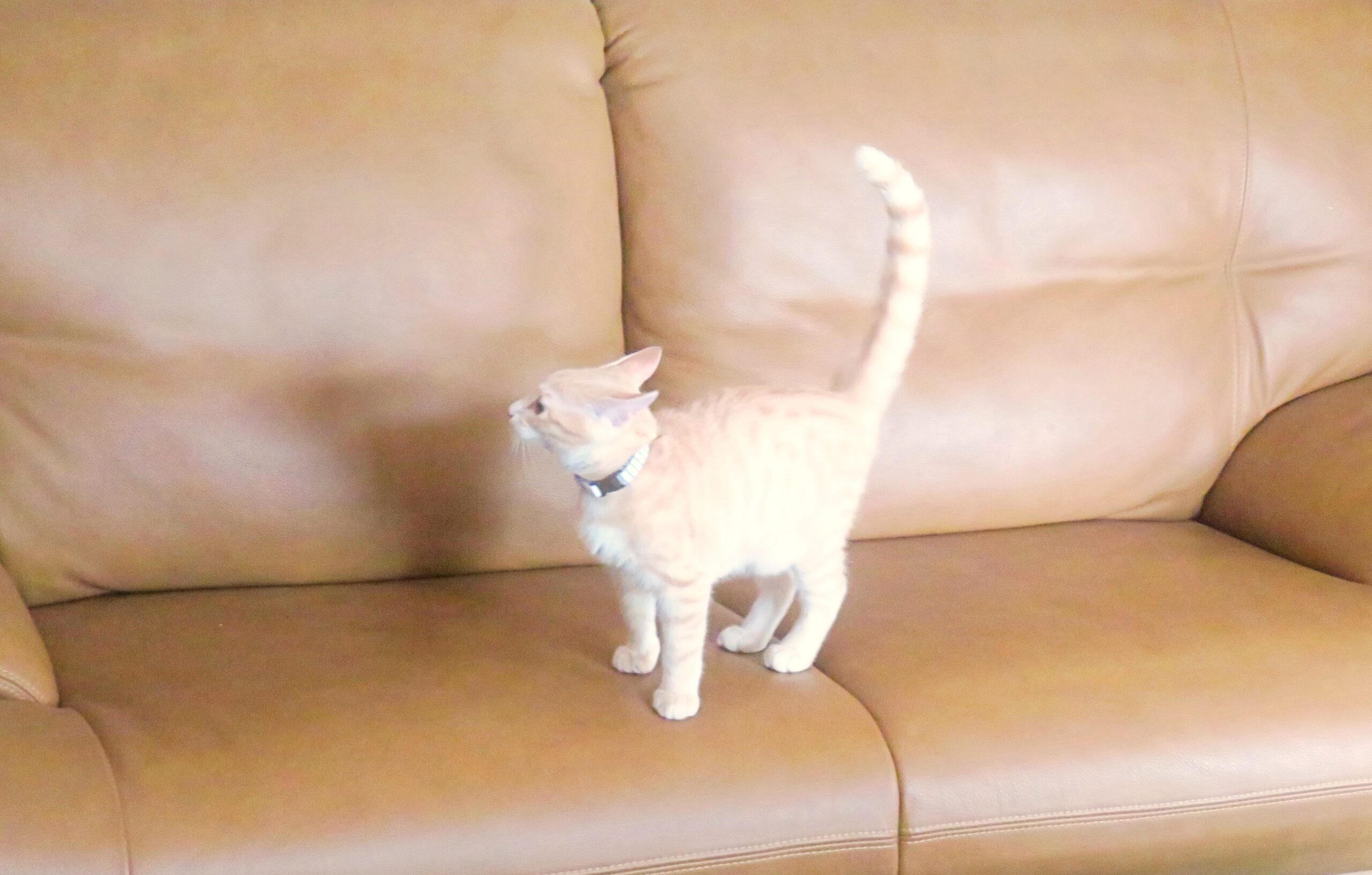 こねこ、そら、遊ぶ