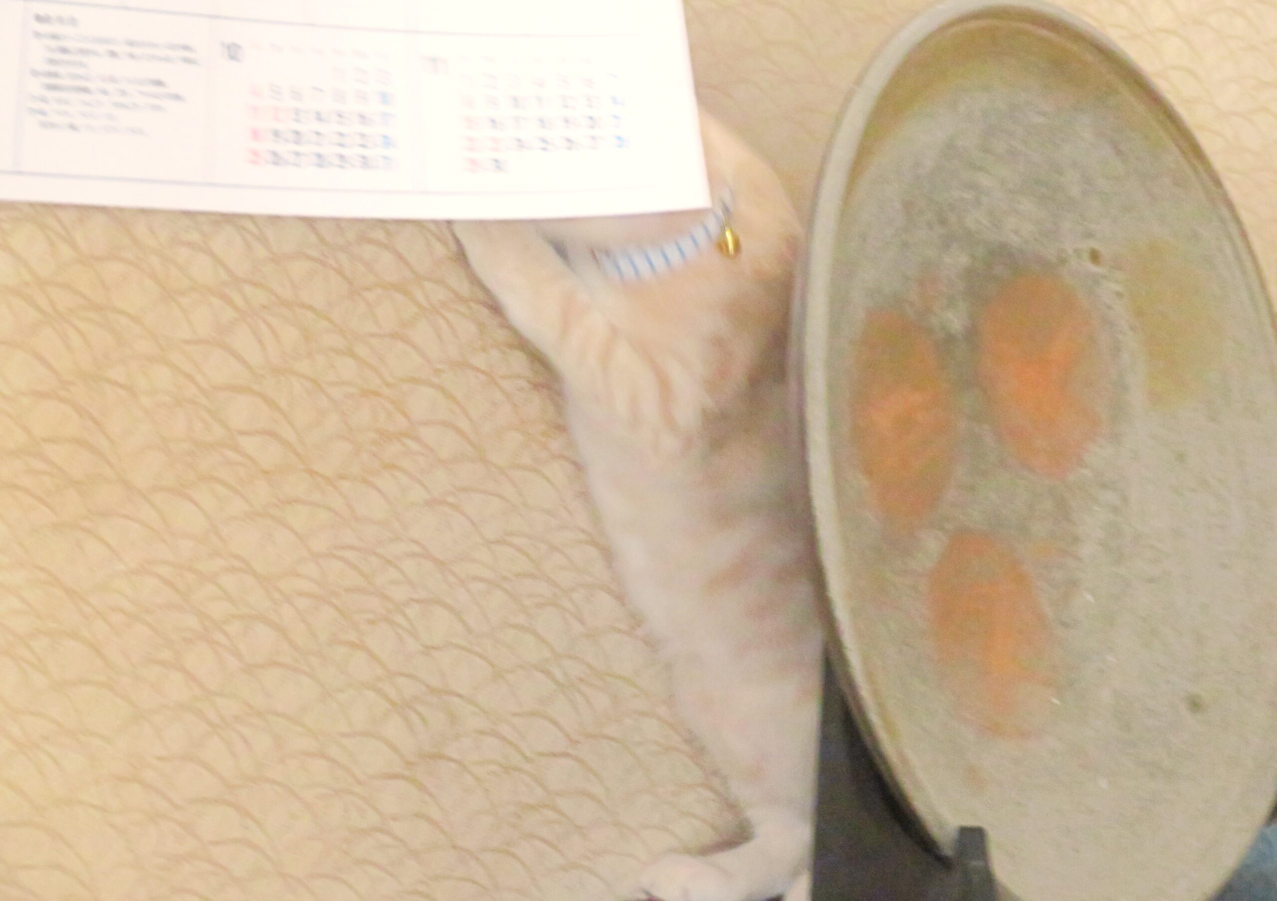 こねこ、そら、遊ぶ