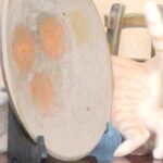 こねこ、そら、遊ぶ