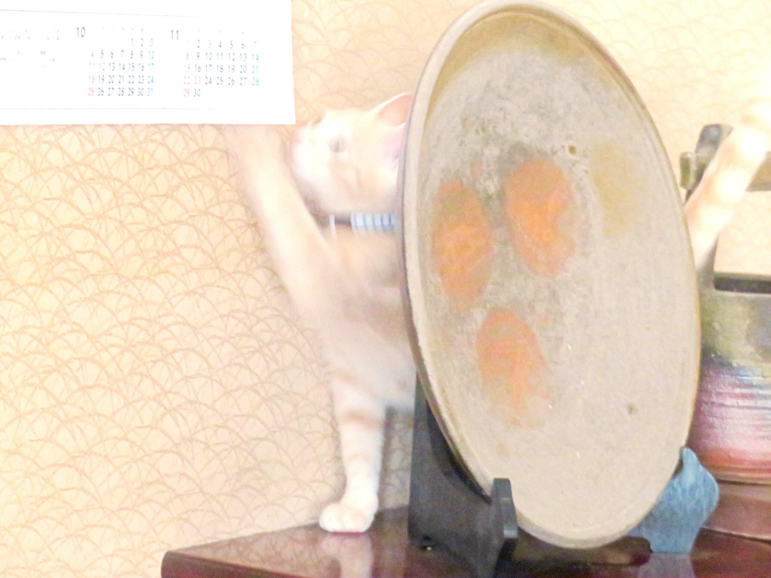 こねこ、そら、遊ぶ