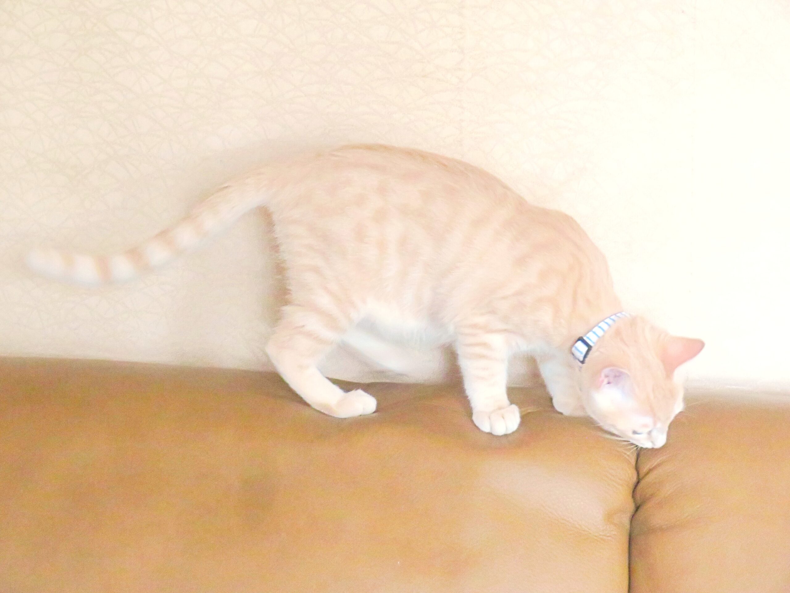 こねこ、そら、遊ぶ