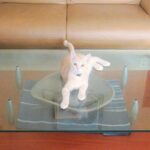 こねこ、そら、遊ぶ