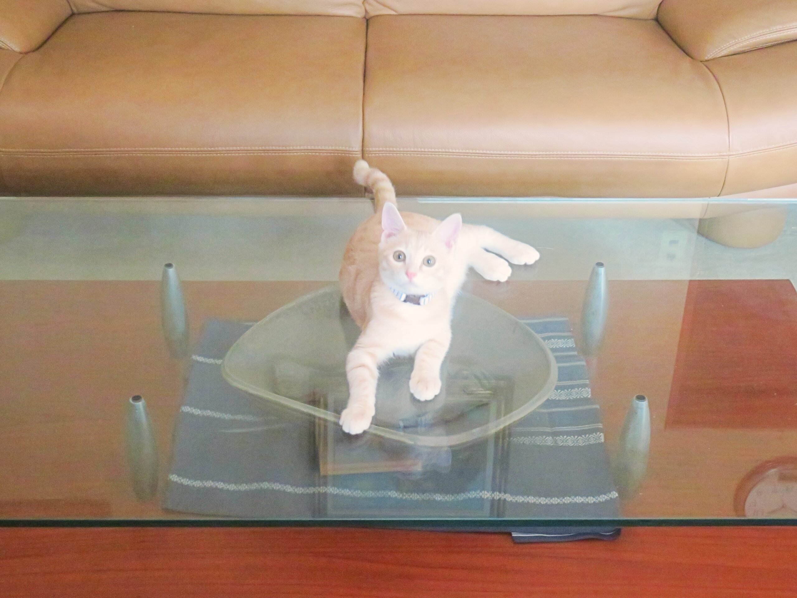 こねこ、そら、遊ぶ