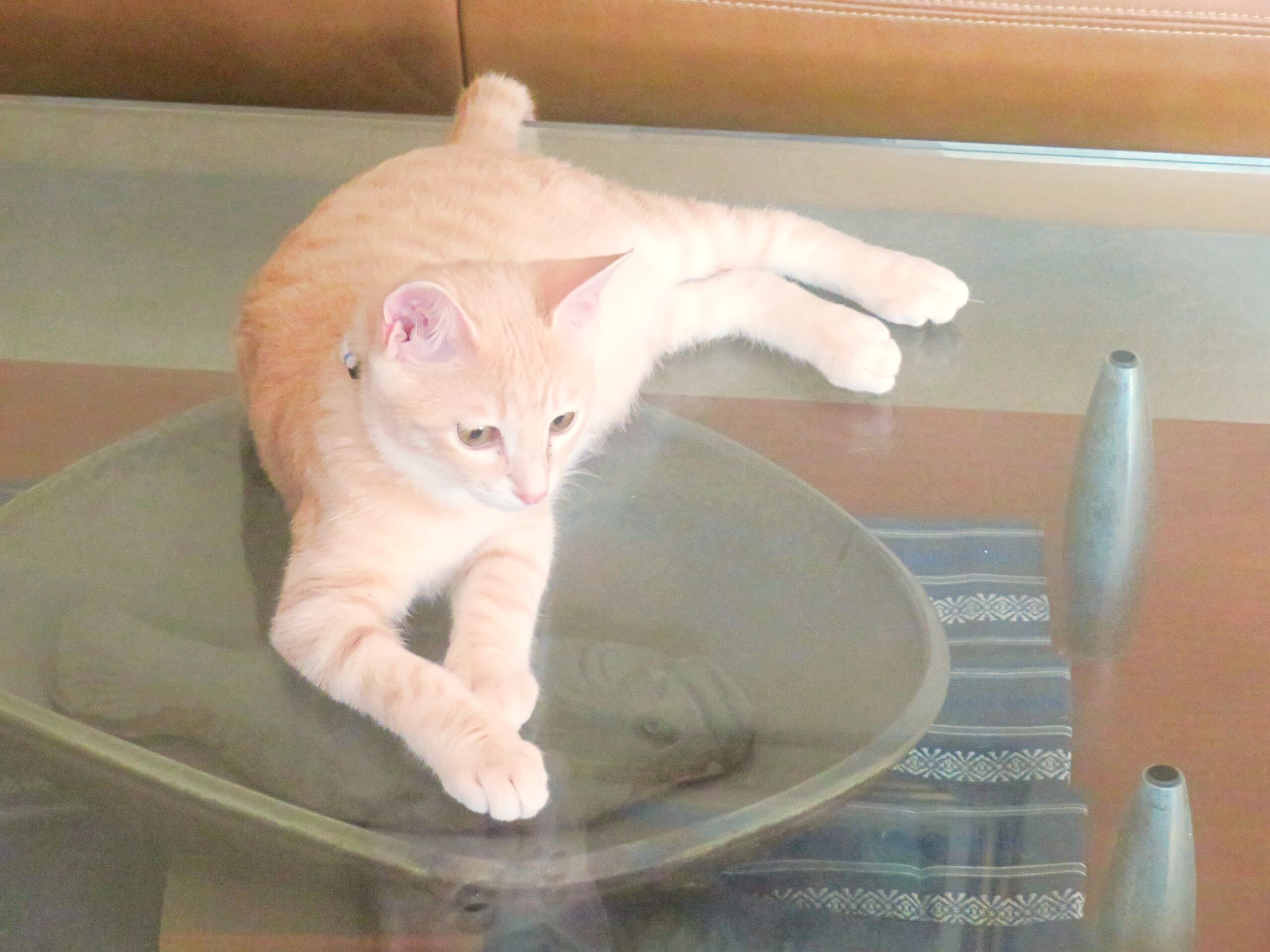 こねこ、そら、遊ぶ