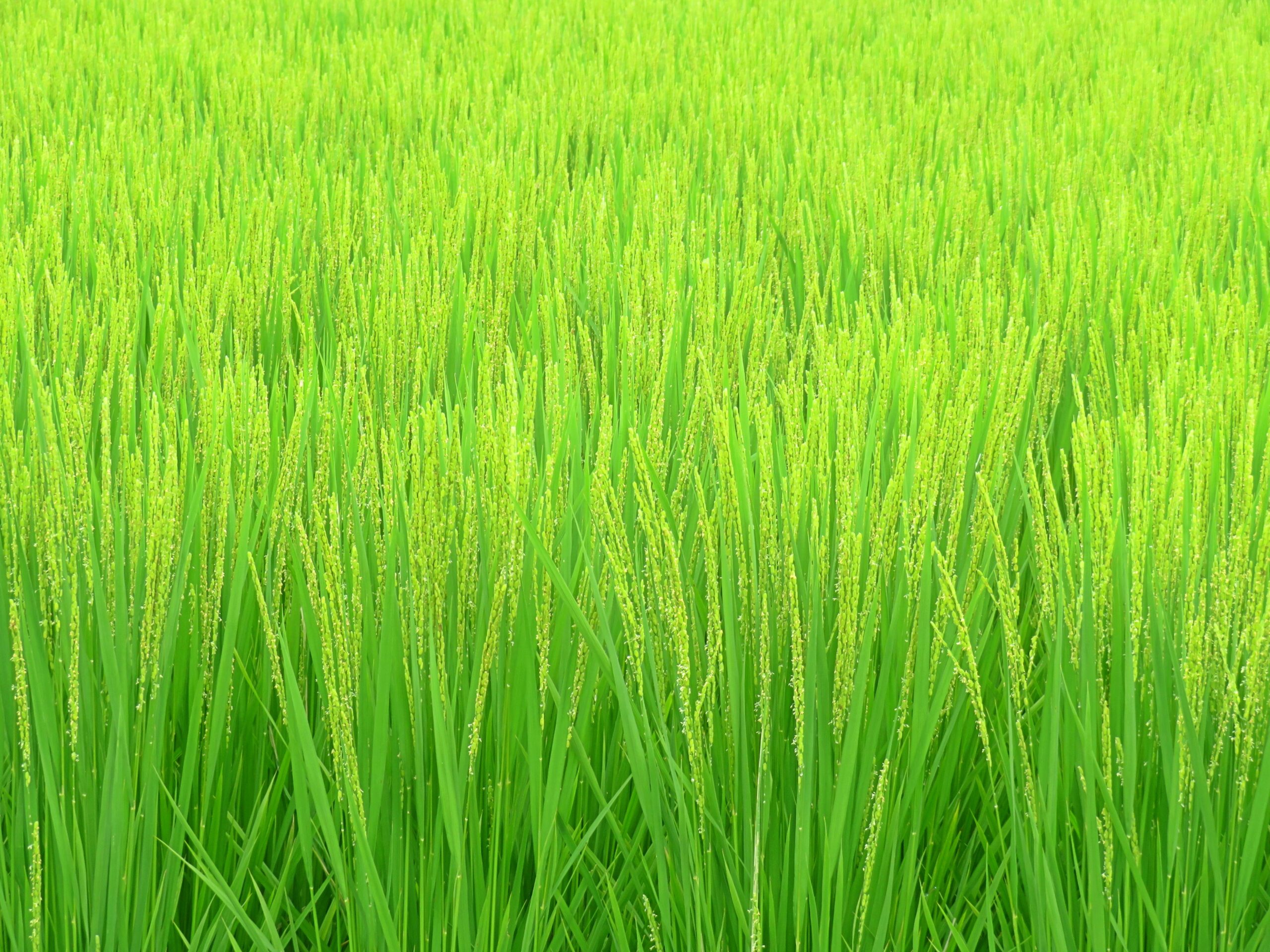 9月の田んぼ