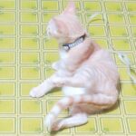 こねこ、そら、遊ぶ