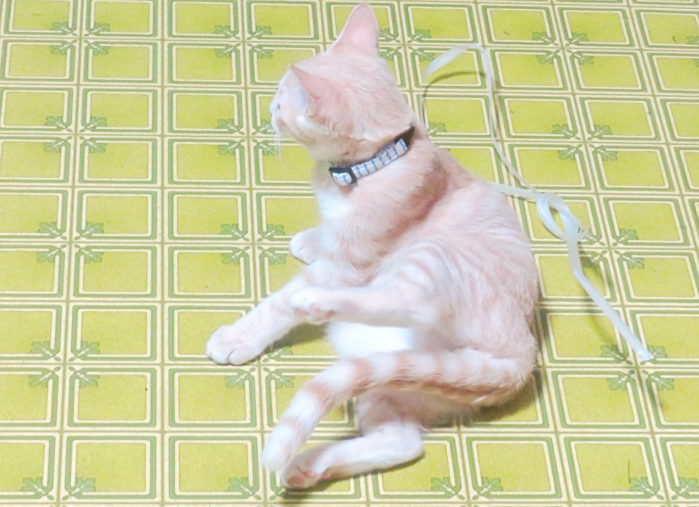 こねこ、そら、遊ぶ