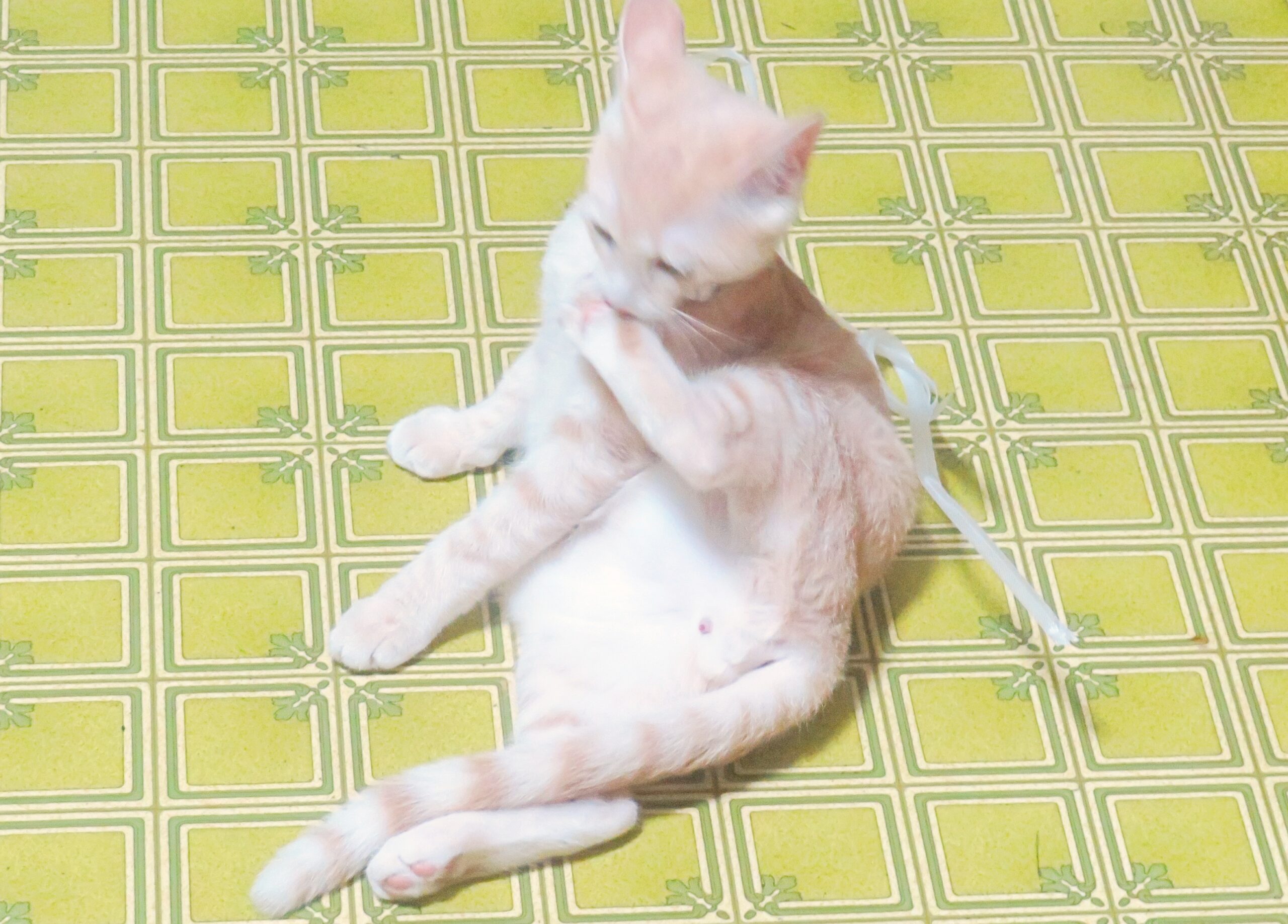 こねこ、そら、遊ぶ
