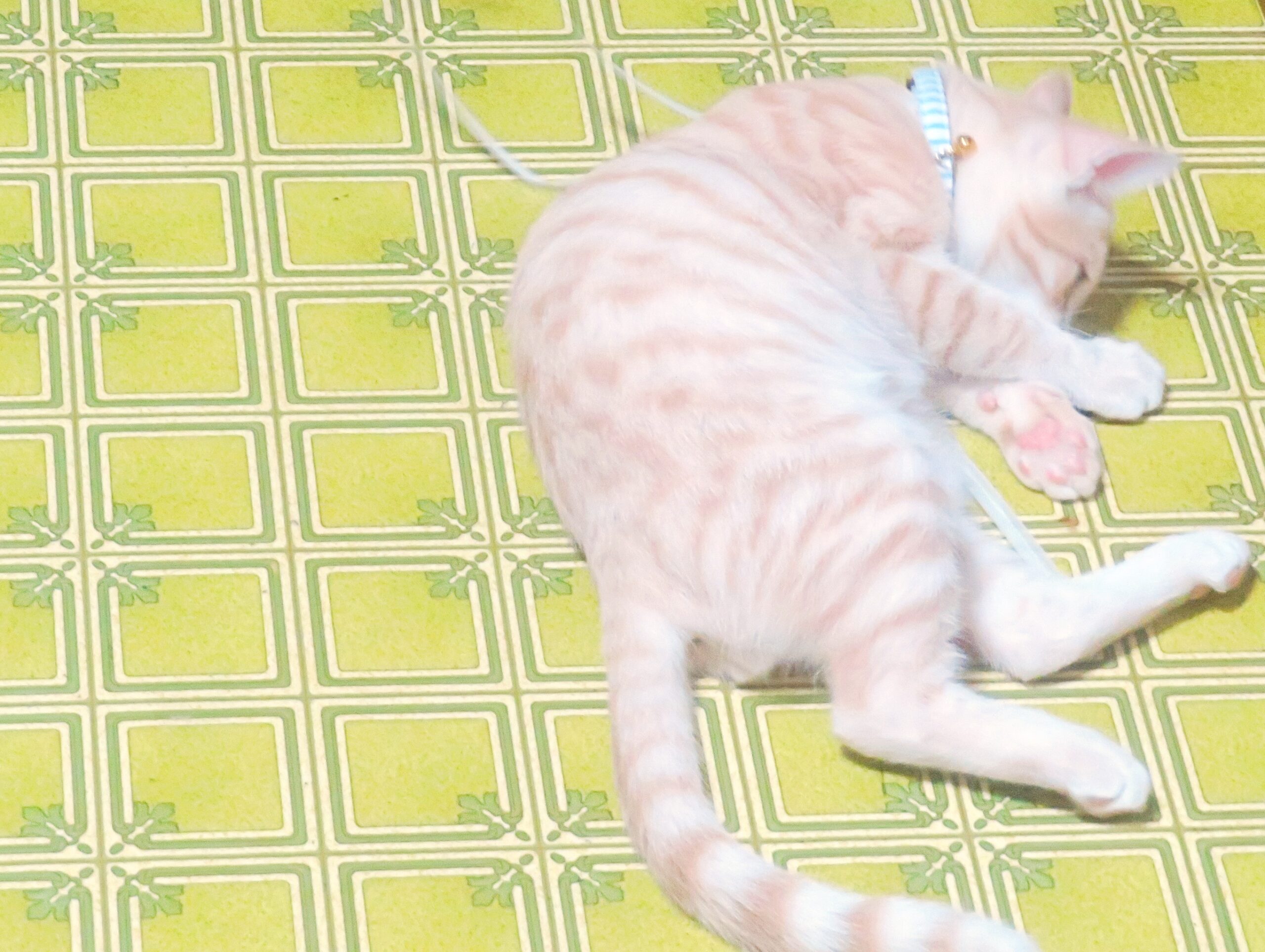 こねこ、そら、遊ぶ