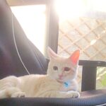 こねこ、そら、遊ぶ