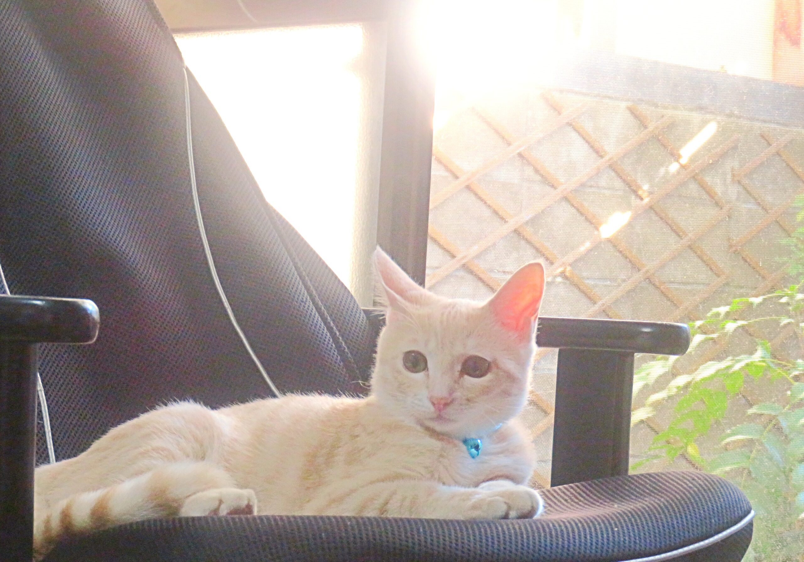 こねこ、そら、遊ぶ