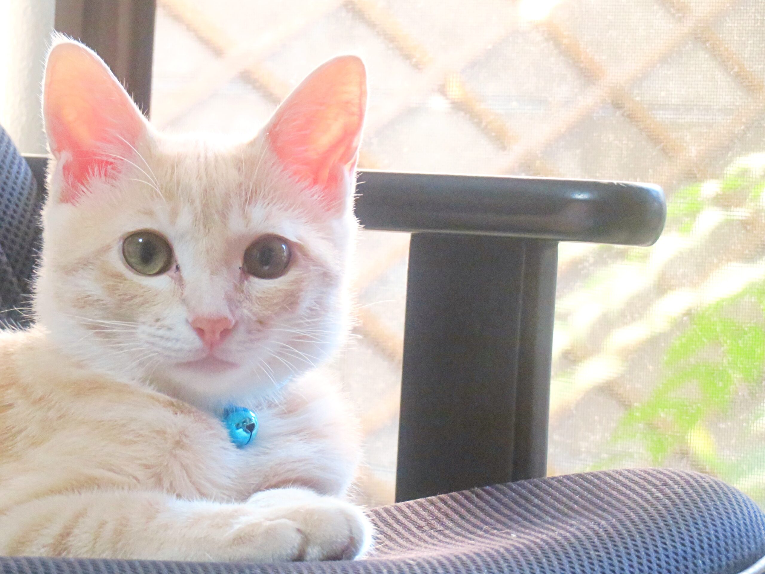 こねこ、そら、遊ぶ