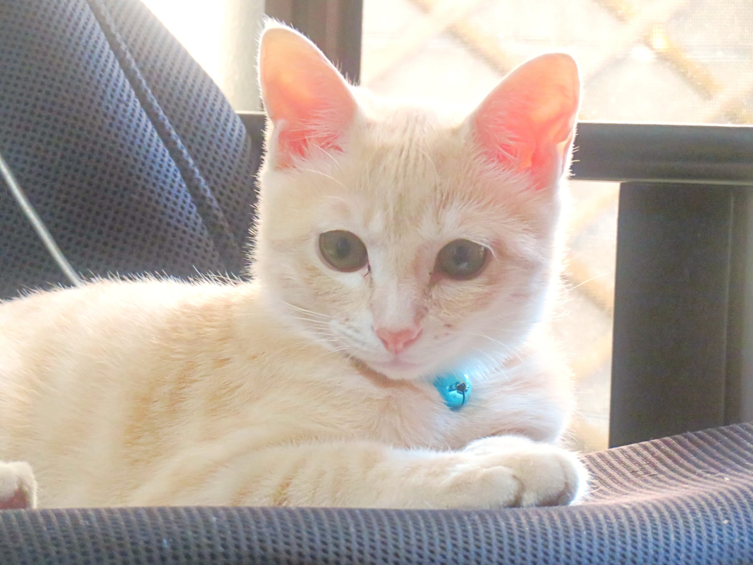 こねこ、そら、遊ぶ