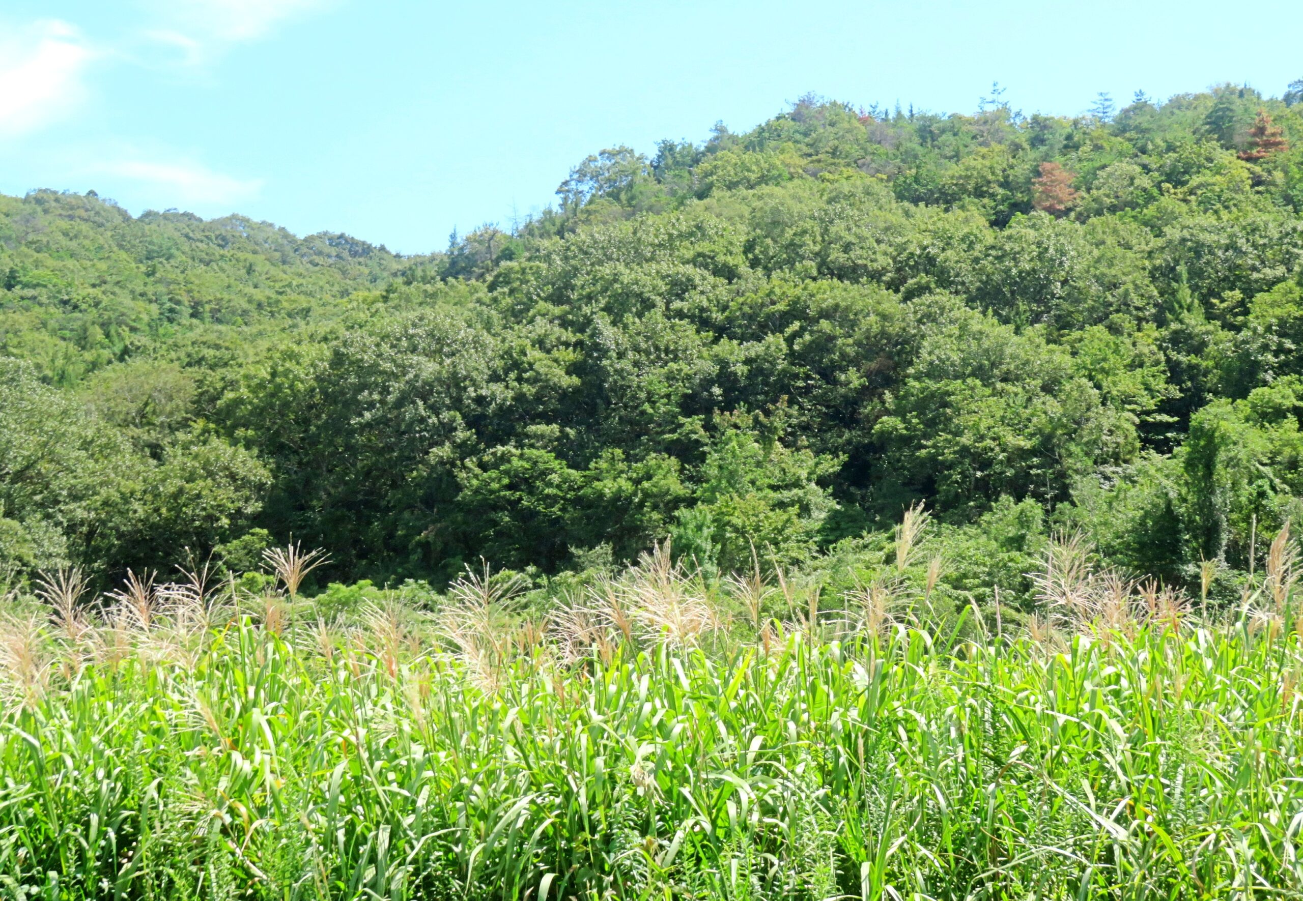 9月の田舎