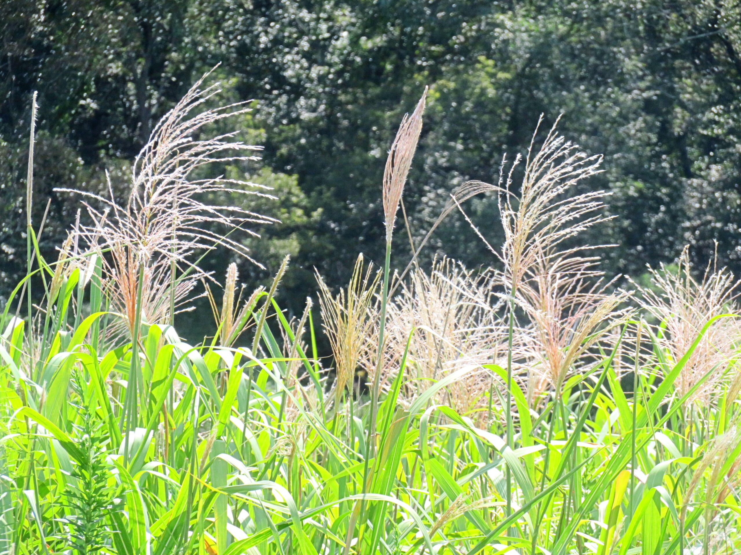 9月の田舎