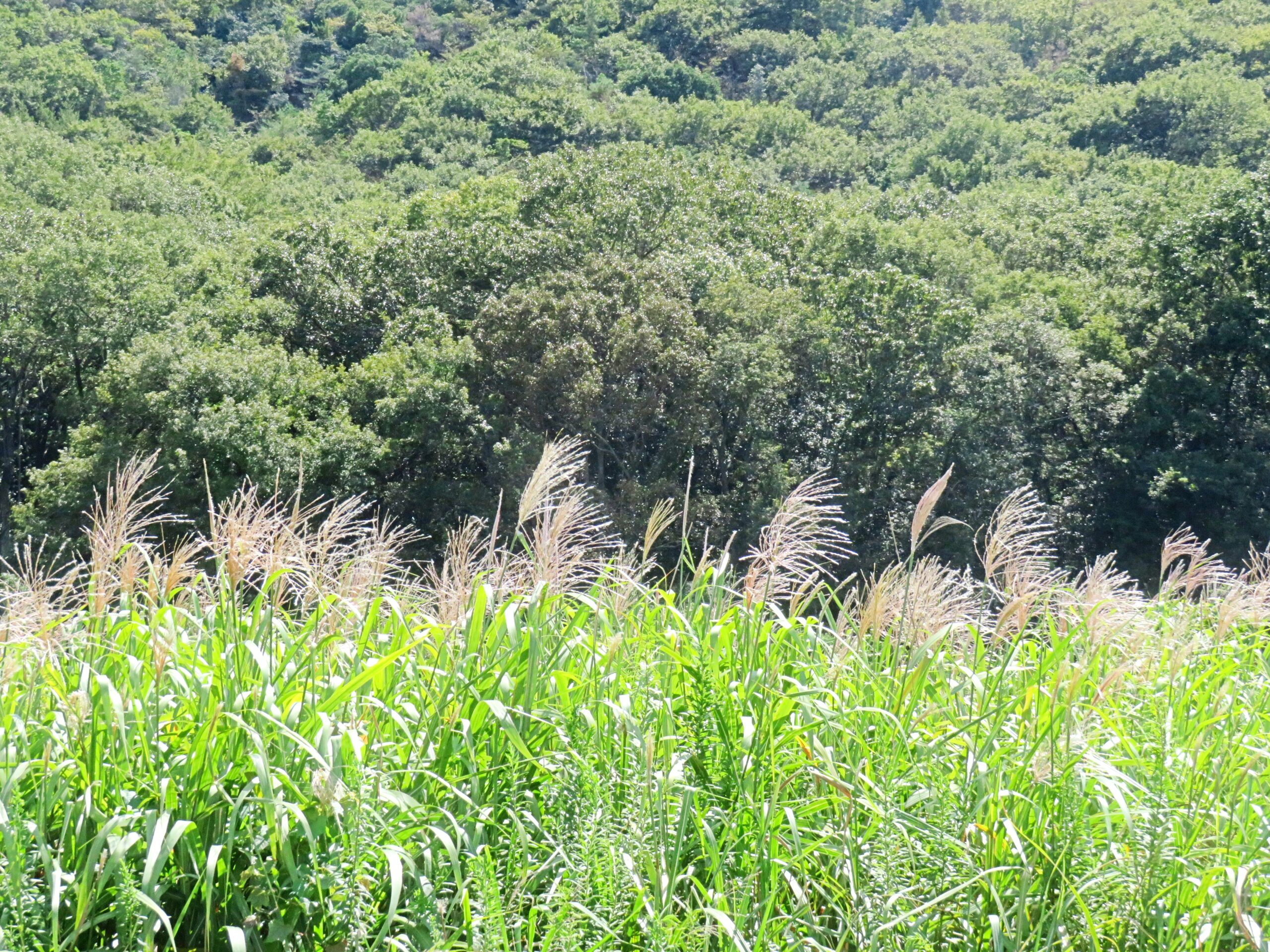 9月の田舎