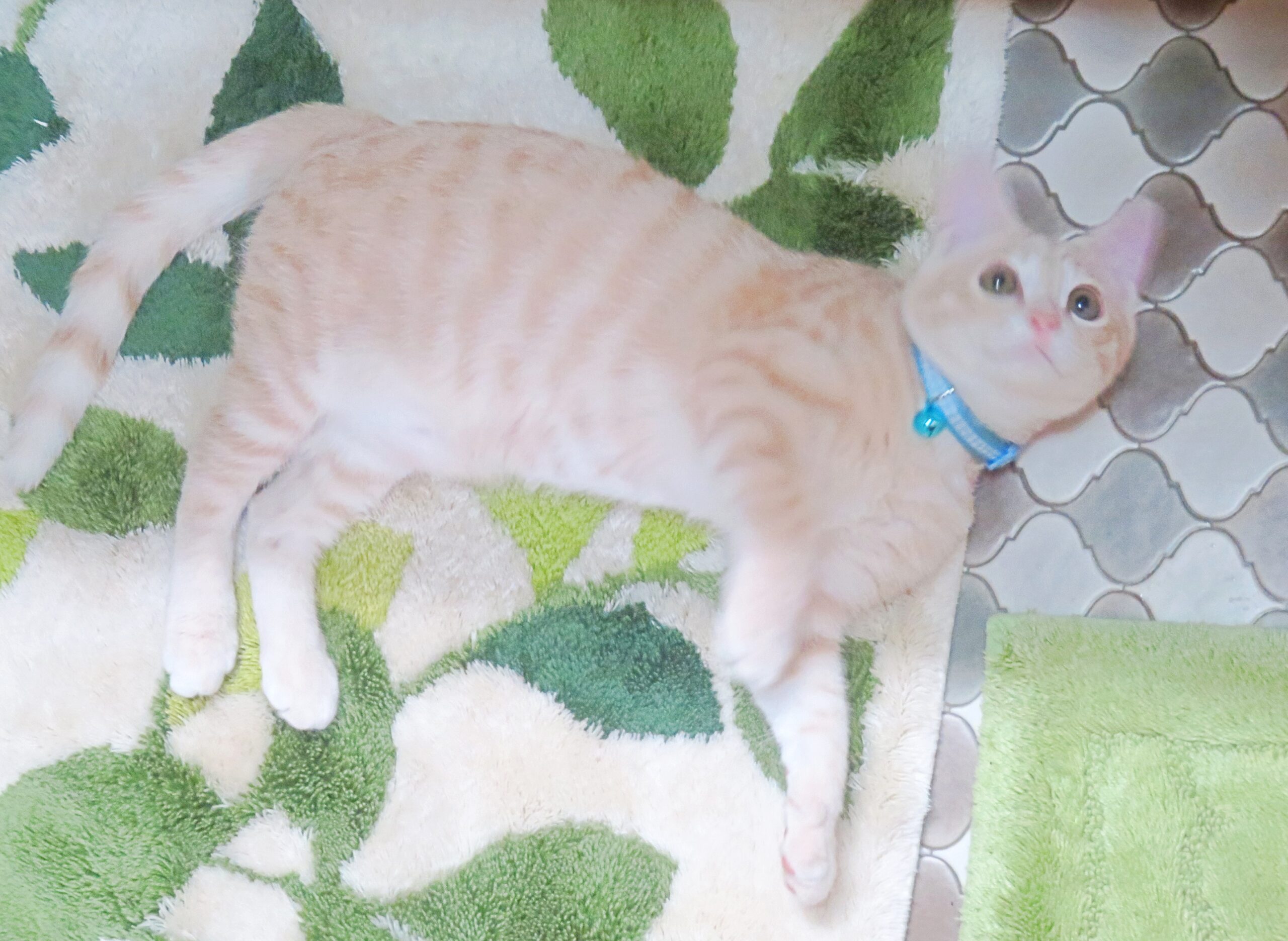こねこ、そら、遊ぶ