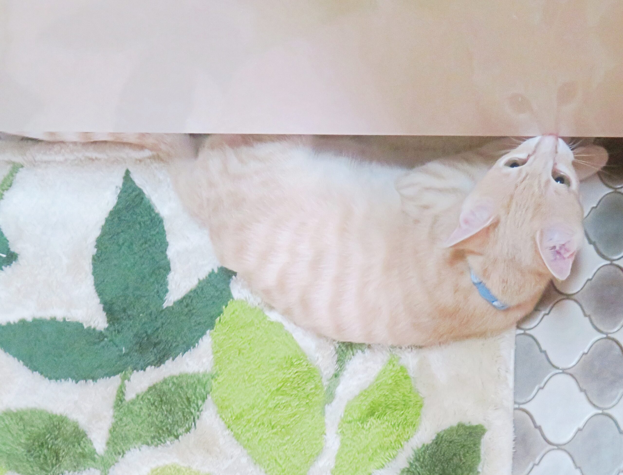 こねこ、そら、遊ぶ