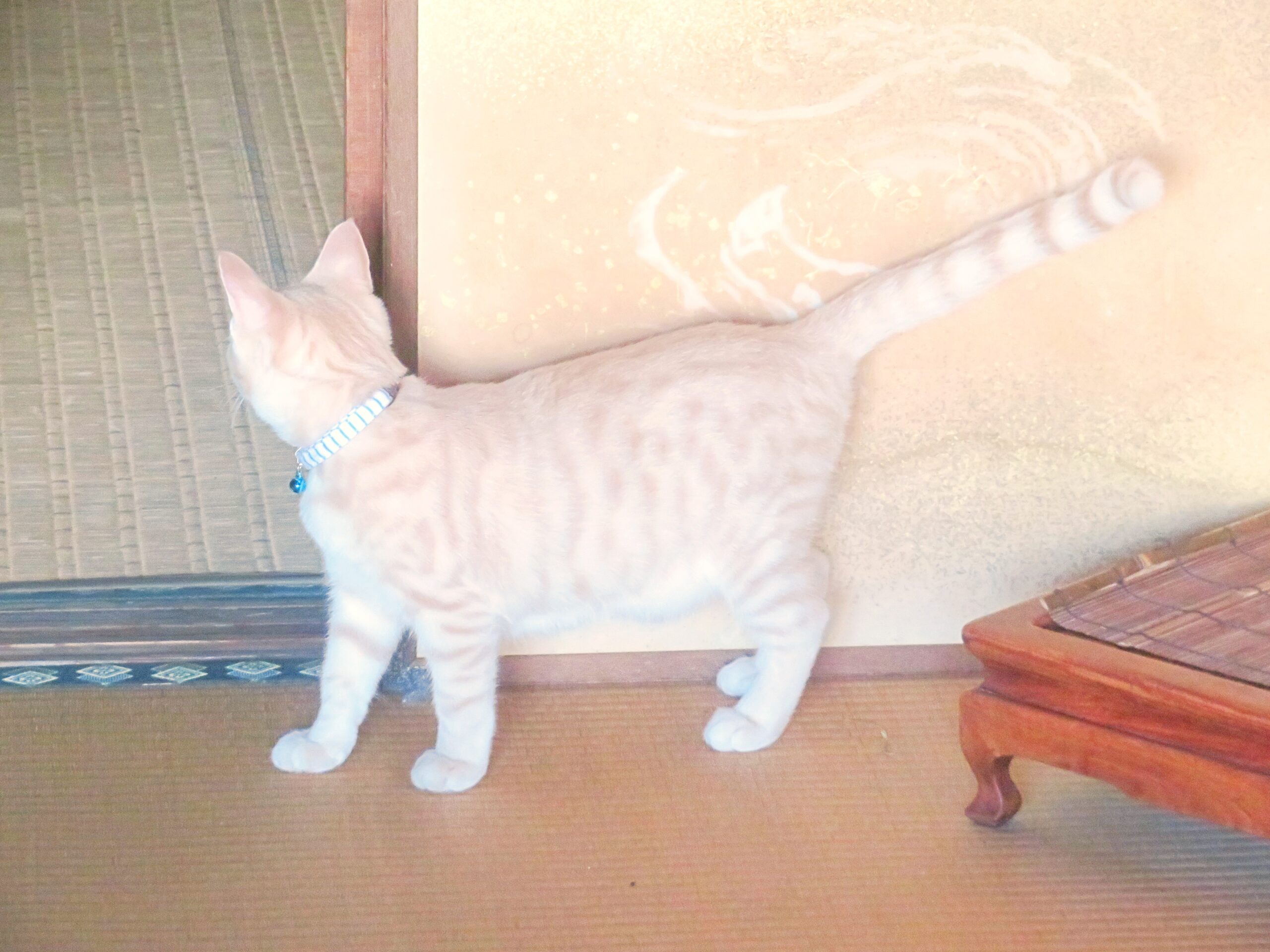 こねこ、そら、遊ぶ