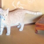 こねこ、そら、遊ぶ
