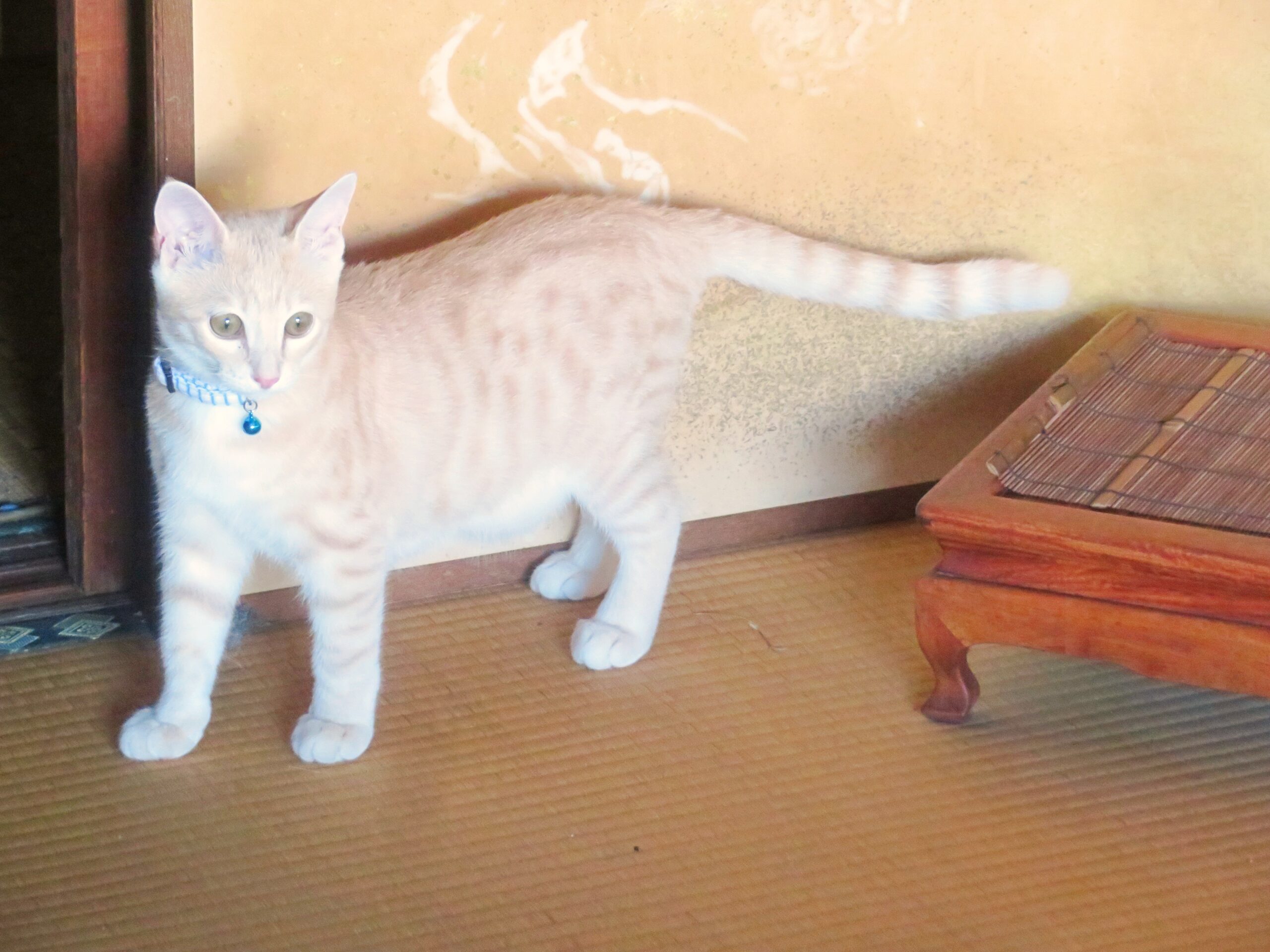 こねこ、そら、遊ぶ