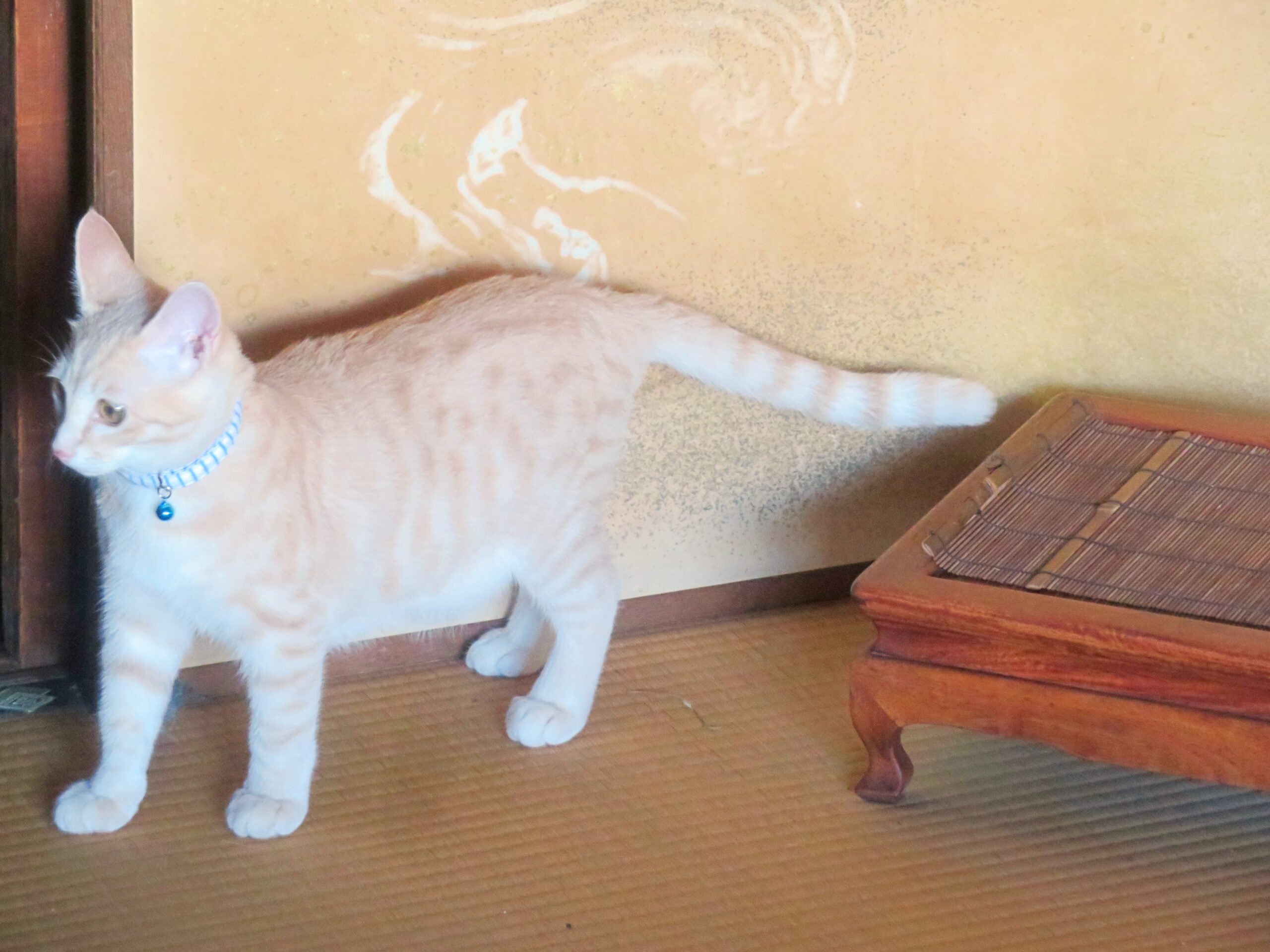 こねこ、そら、遊ぶ