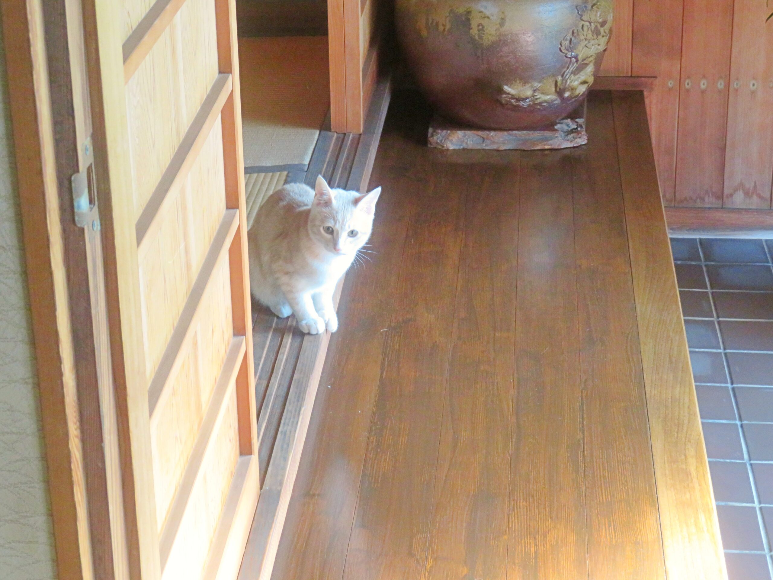 こねこ、そら、遊ぶ