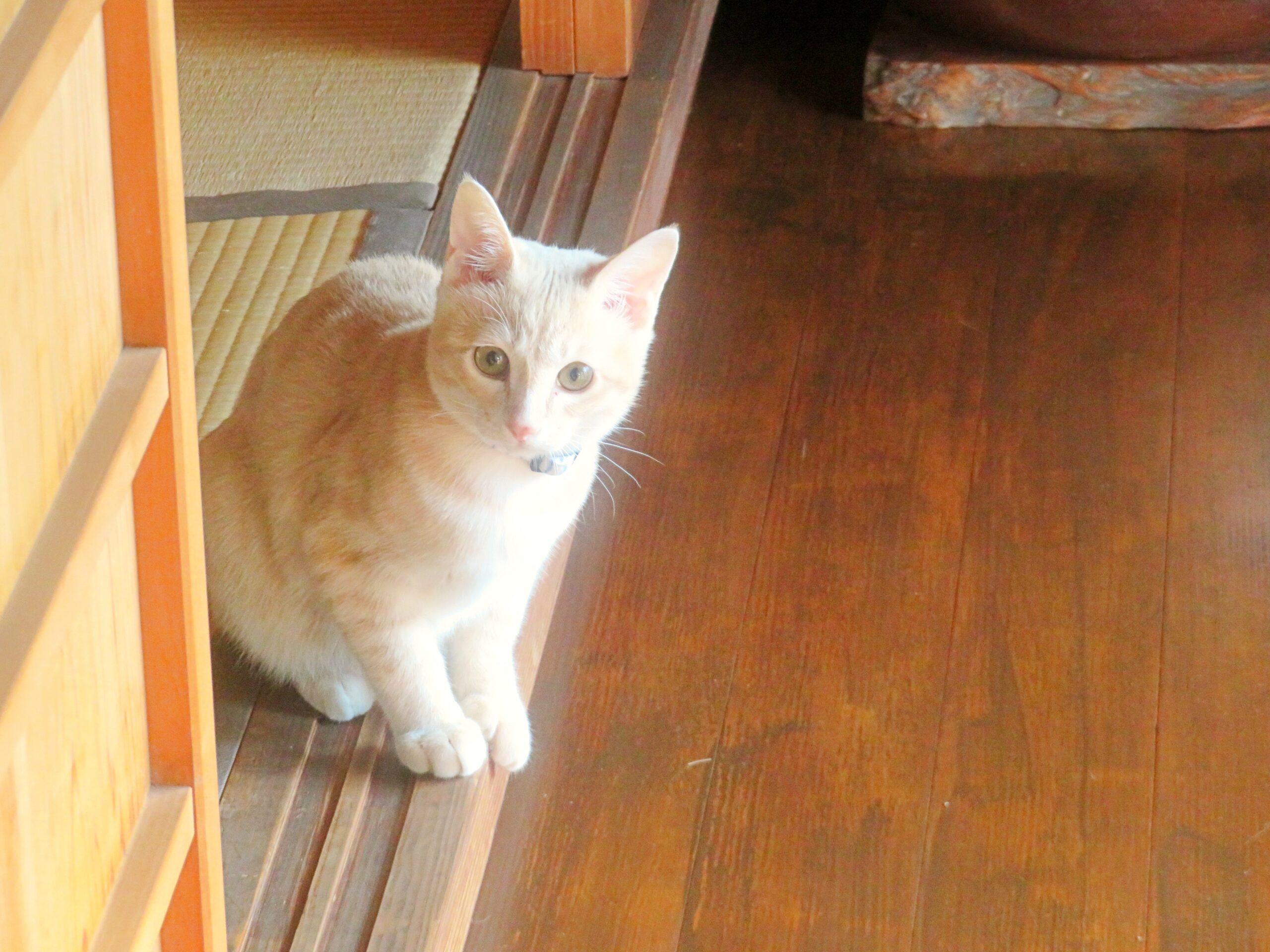 こねこ、そら、遊ぶ